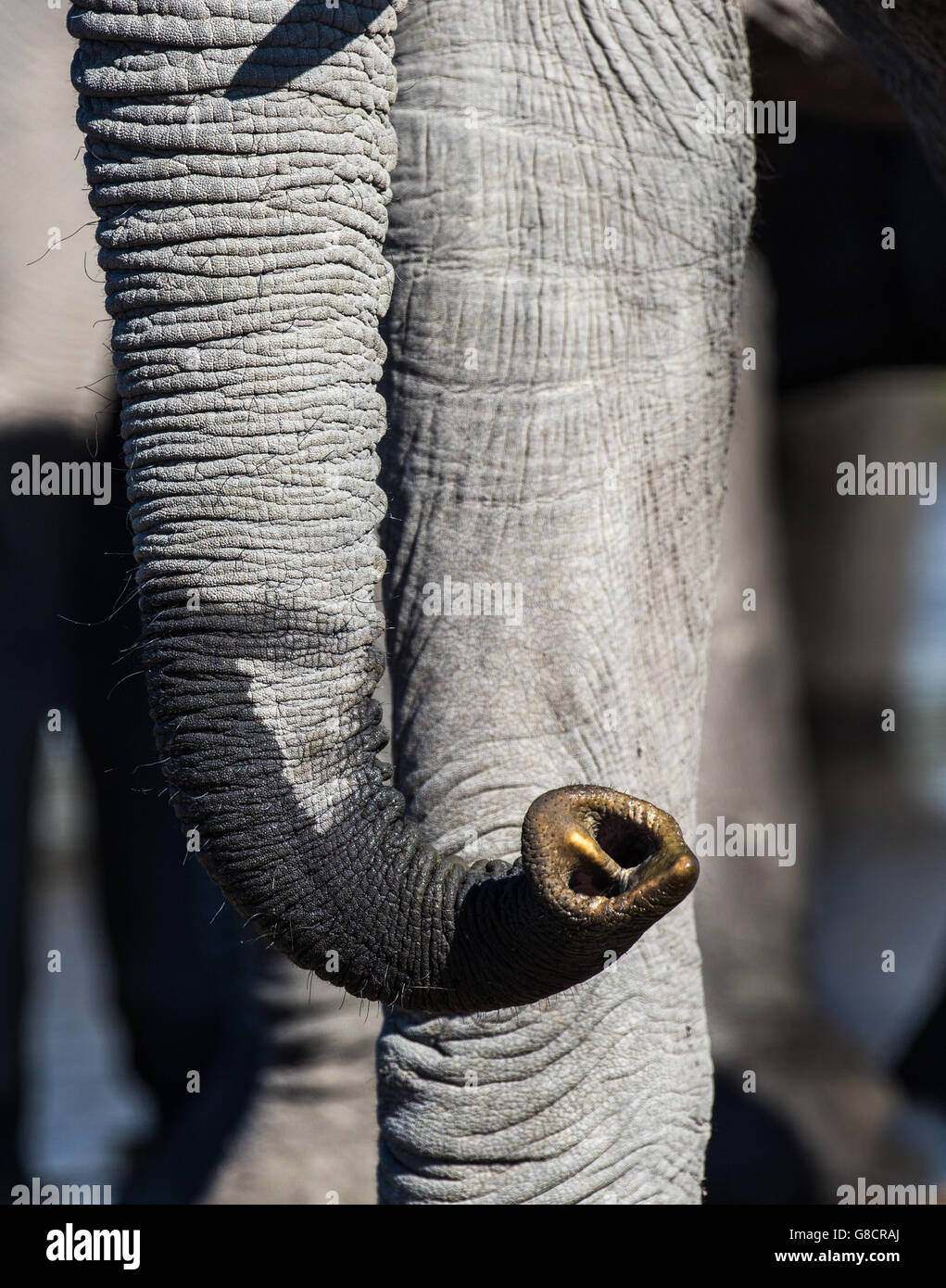 Nahaufnahme von einem afrikanischen Elefanten (Loxodonta Africana) Stamm schnuppern Stockfoto
