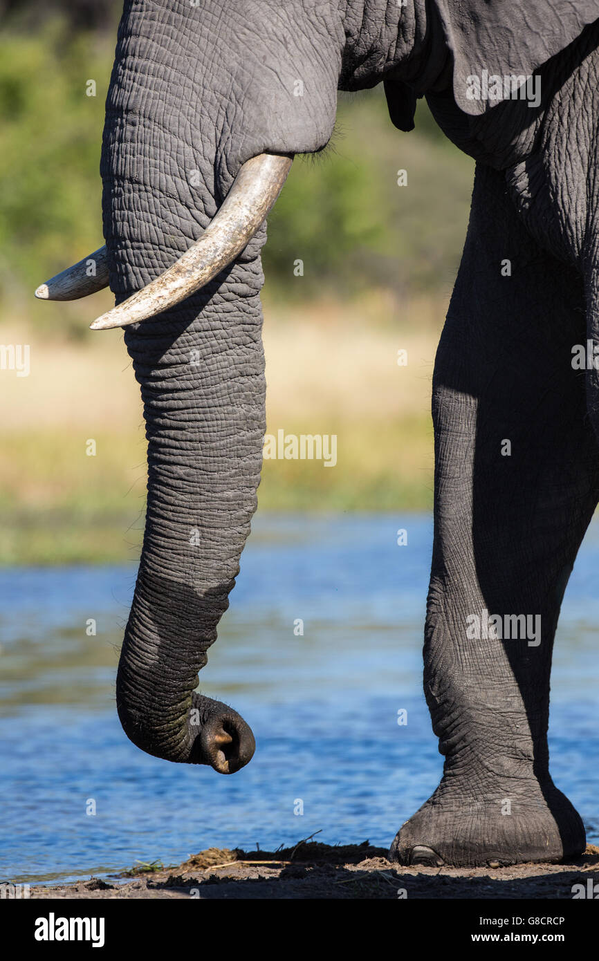 Nahaufnahme zeigt, zeigt des Stammes eines afrikanischen Elefanten mit seiner Spitze schnuppern Stockfoto