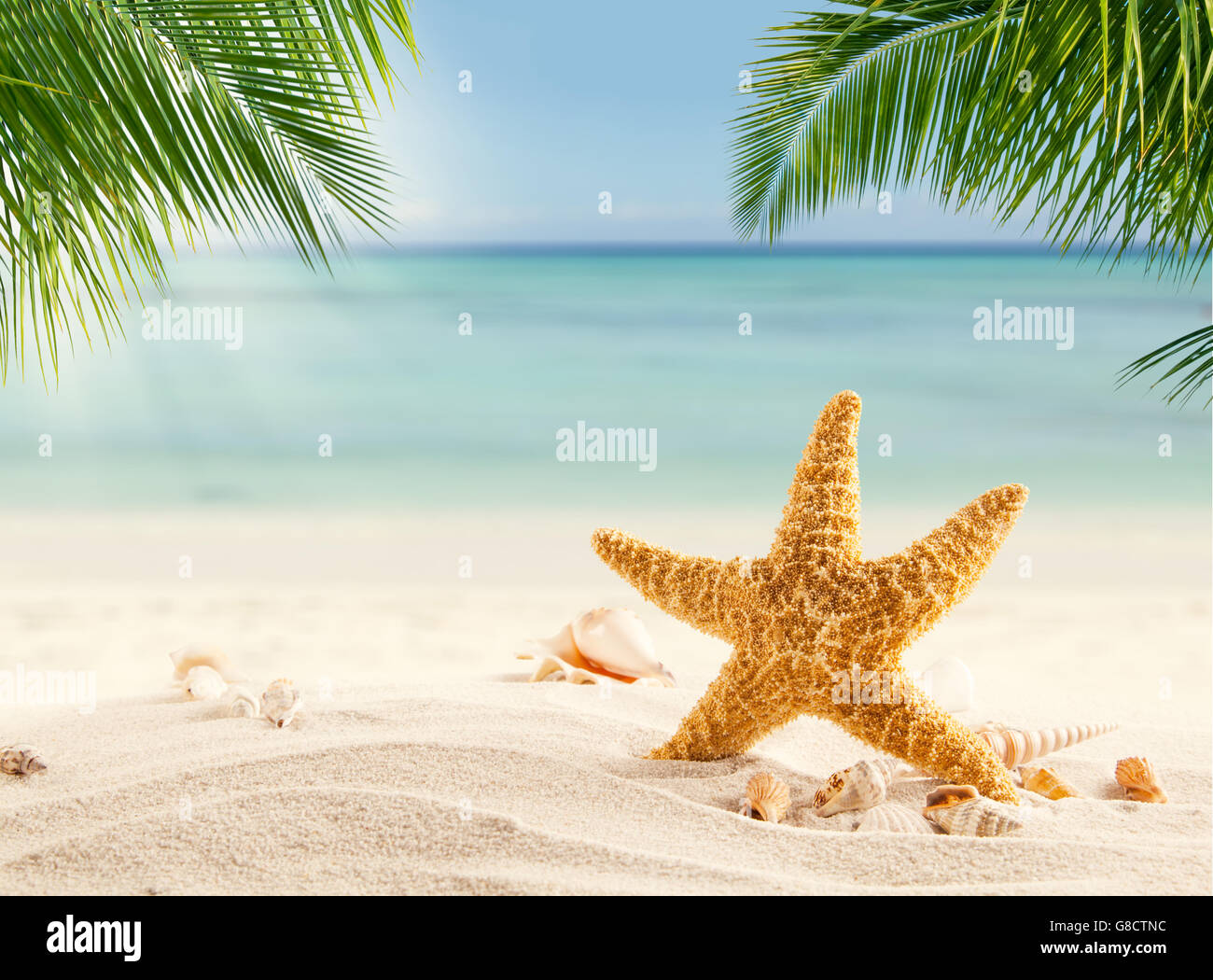 Tropischer Strand mit verschiedenen Muscheln im Sand, Exemplar für Text. Konzept der Erholung im Sommer Stockfoto