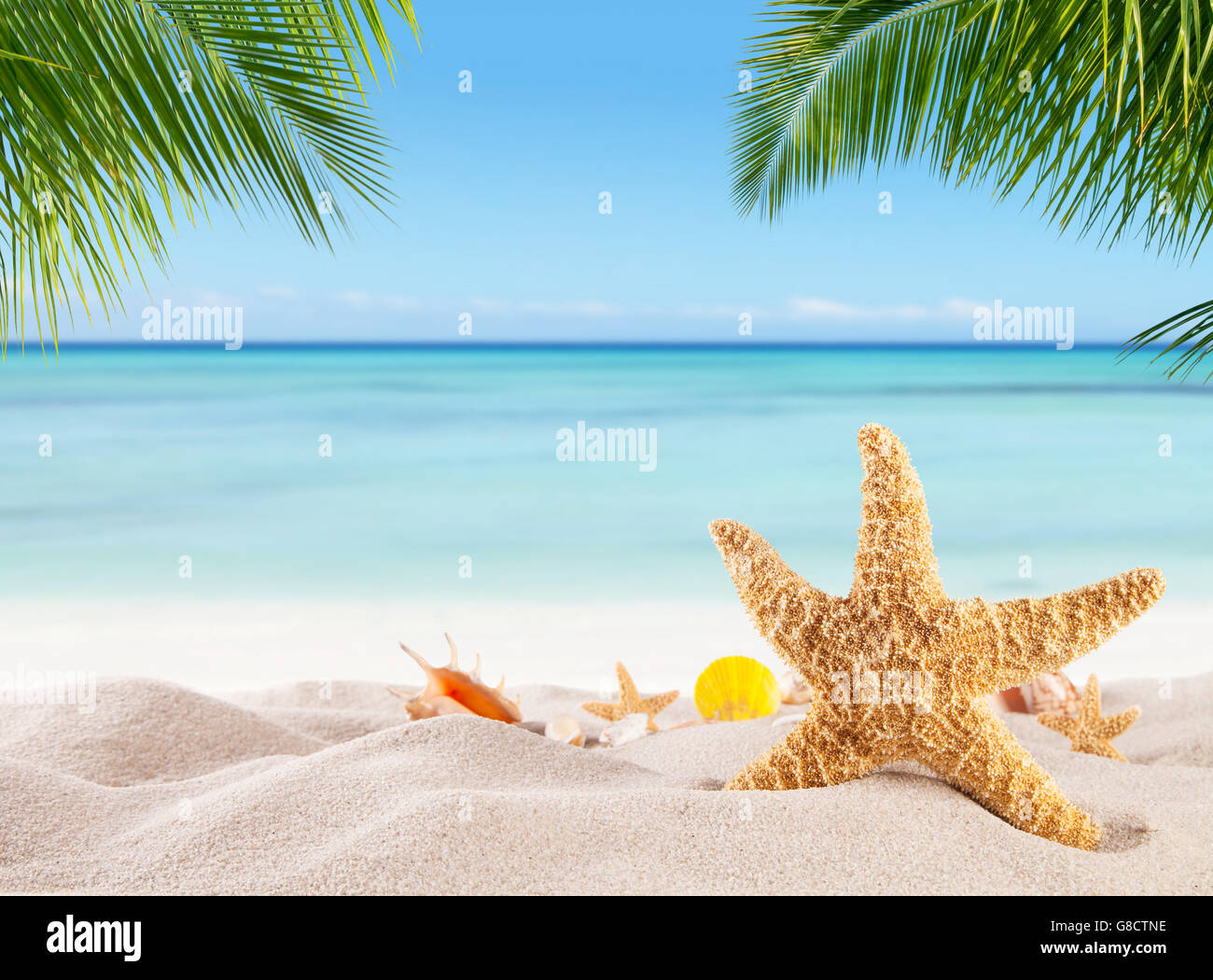 Tropischer Strand mit verschiedenen Muscheln im Sand, Exemplar für Text. Konzept der Erholung im Sommer Stockfoto