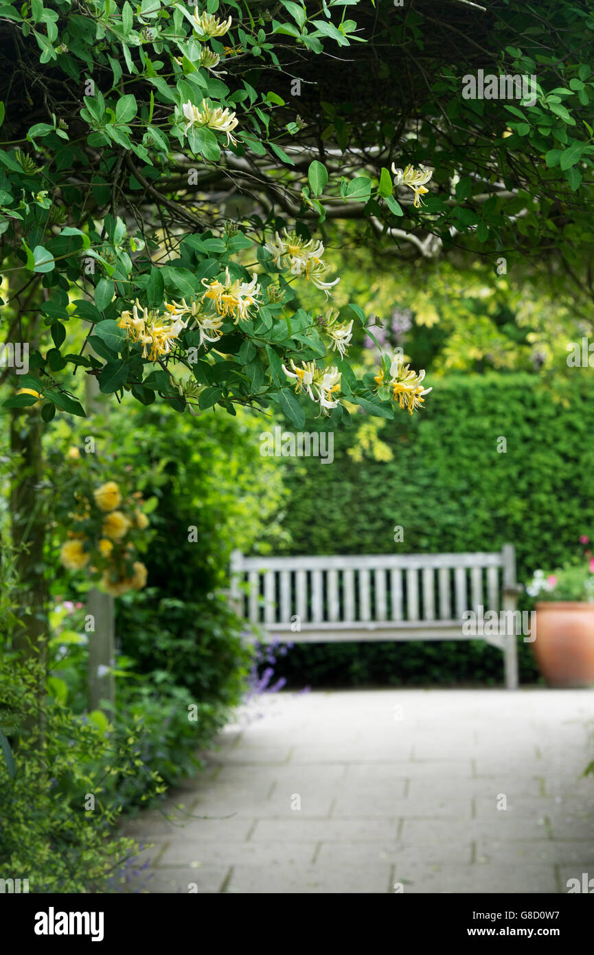 Lonicera. Geiblatt an einem Garten Pergola. RHS Harlow Carr, Harrogate, UK  Stockfotografie - Alamy