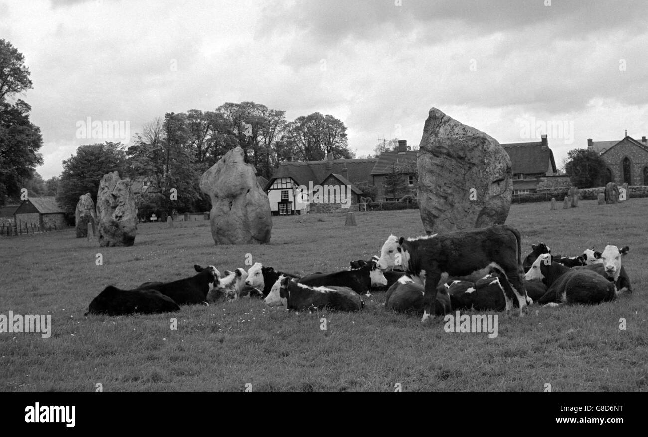 Rinder sind neben den massiven Sarsen-Steinen des Avebury Circle, in der Nähe von Marlborough, Wiltshire. Der Ring ist das größte Steindenkmal in England und wurde um 1.800 v. Chr. erbaut. Stockfoto