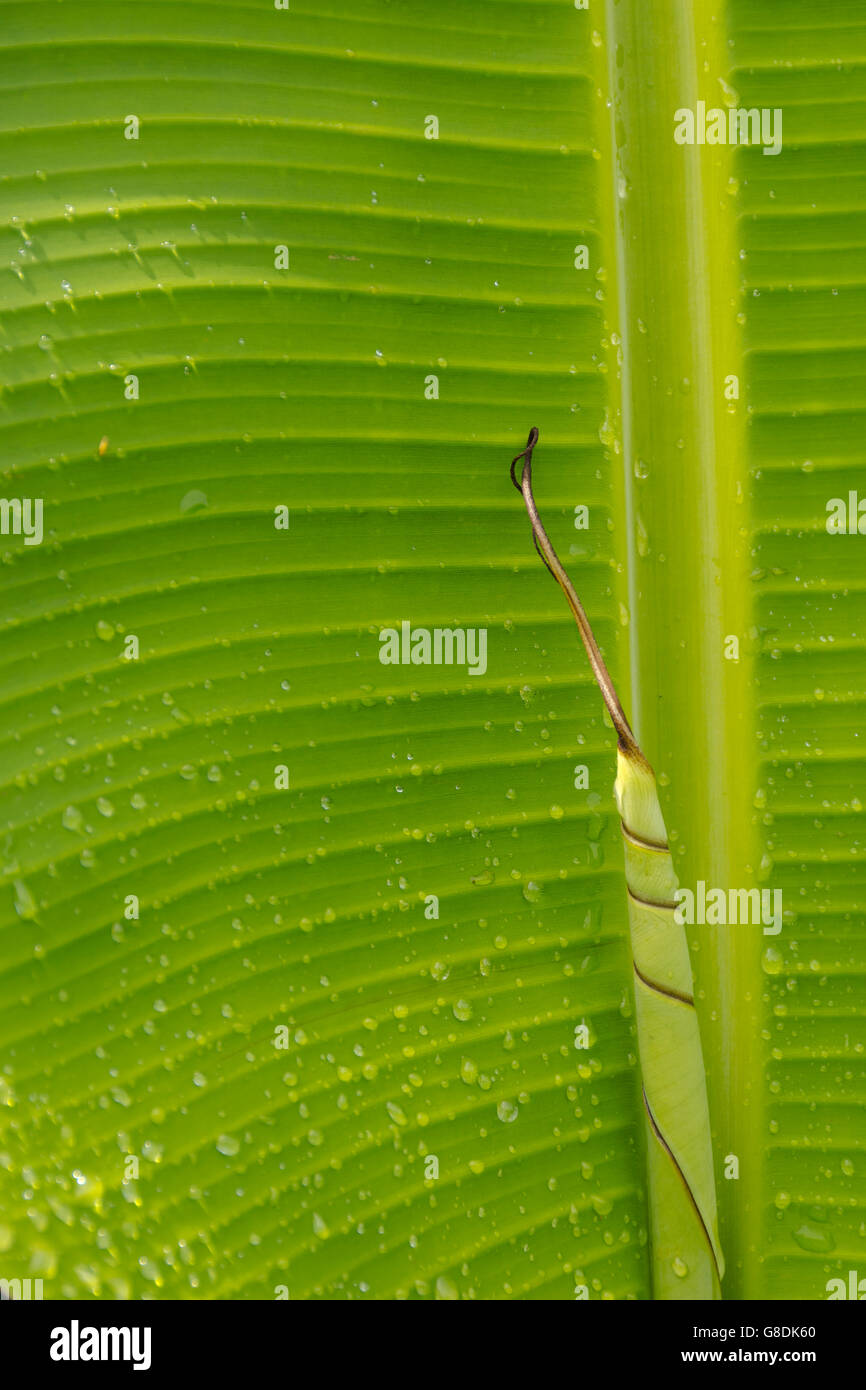 Geeignet für Hintergrund Natur oder Hintergrund grün und Blatt frischen Bananenblatt Stockfoto