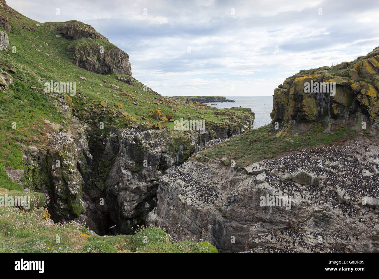 Guillemot Uria Aalge, Kolonie und Landschaft auf Lunga, Treshnish Inseln Mull, Schottland Stockfoto