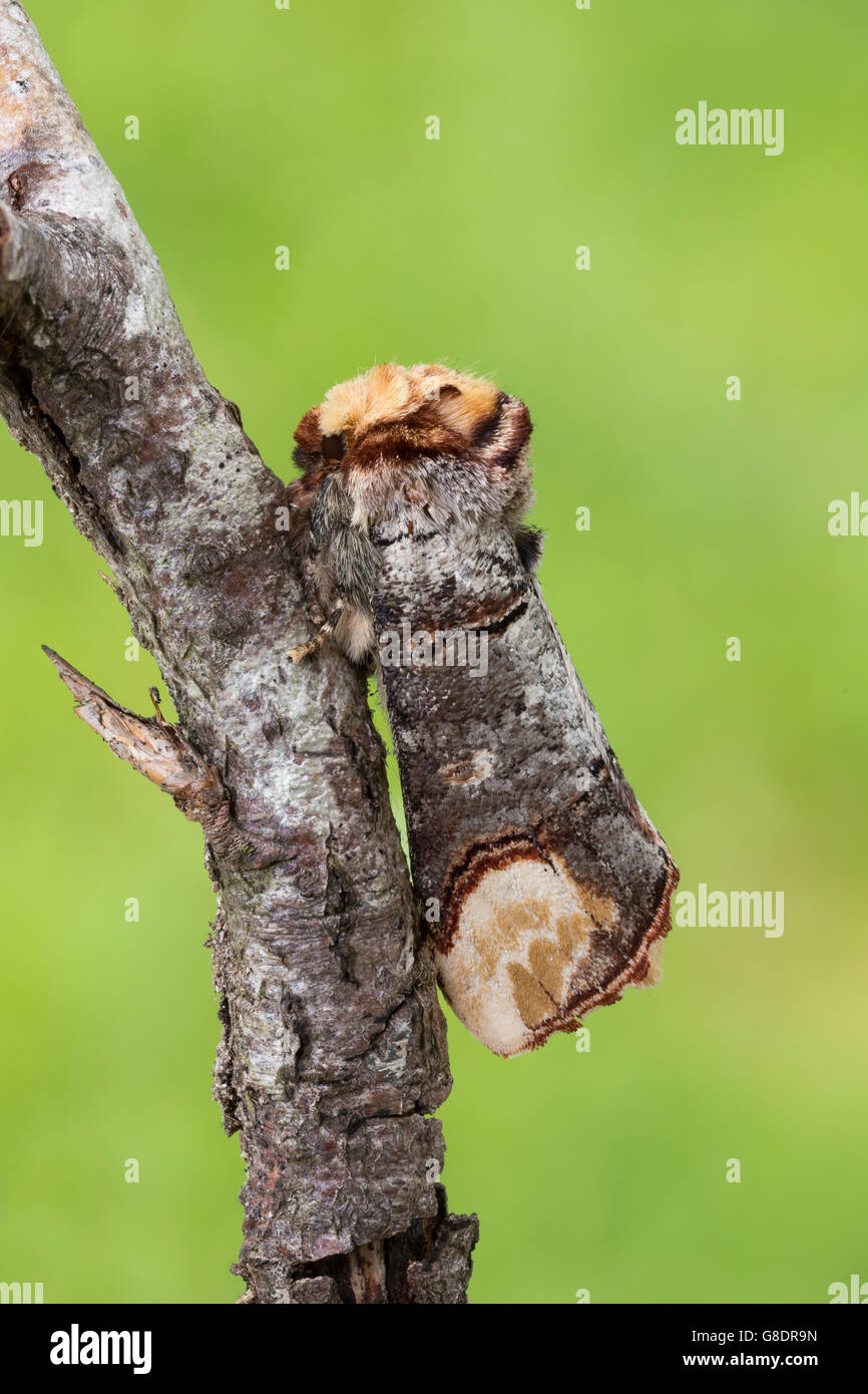 Buff-Tip Motte, Phalera Bucephala, Familie Notodontidae, getarnt auf einem Zweig, Schottland, UK Stockfoto