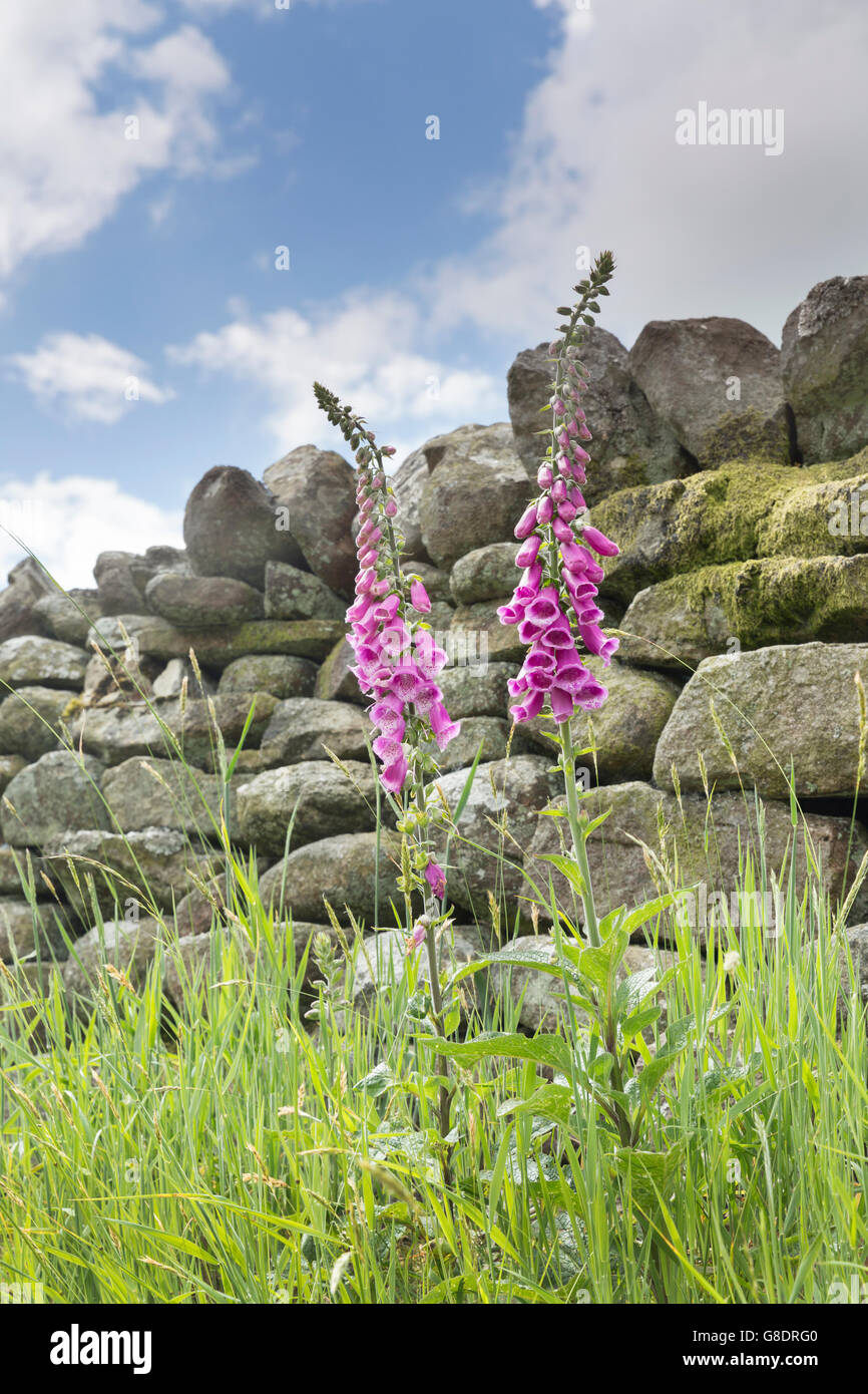 Fingerhut in den Yorkshire Dales England Juni 2016 Stockfoto