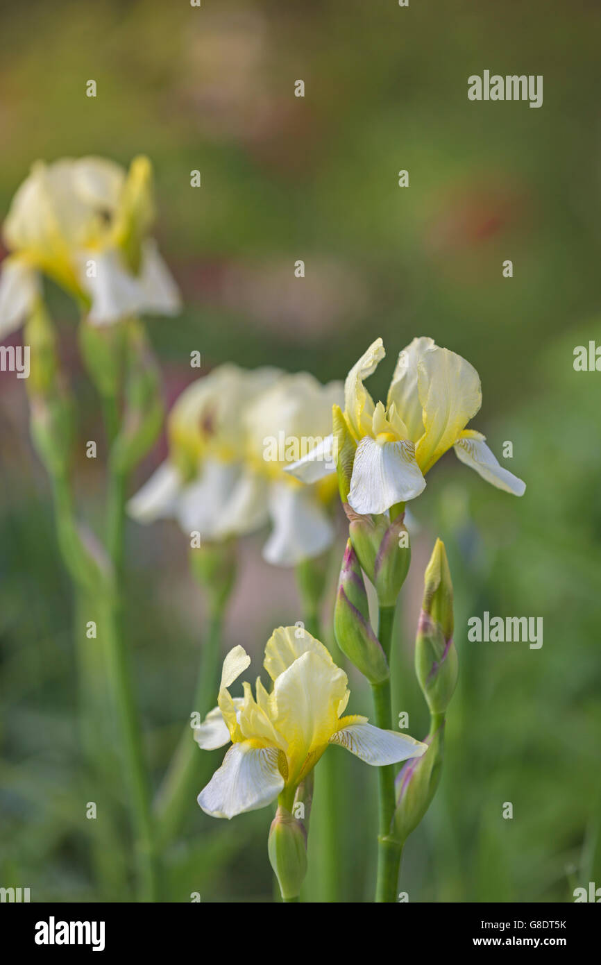 Blassgelbe Iris Blüten. Stockfoto