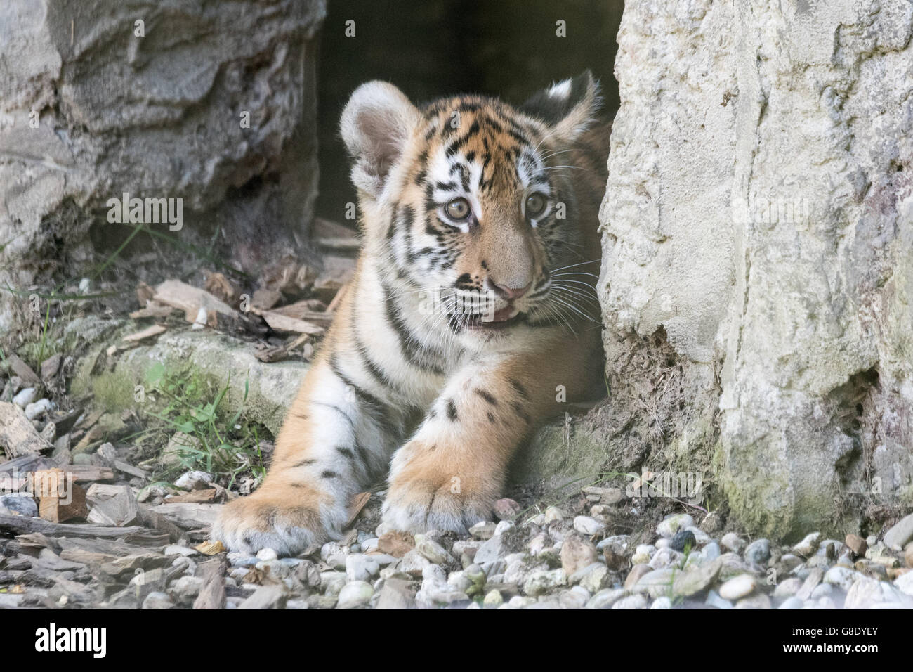 Straubing, Deutschland. 28. Juni 2016. Ein junger sibirischer Tiger im freien Gehege im Tierpark in Straubing, Deutschland, 28. Juni 2016. Etwa drei Monate dürfen alte Tiger zum ersten Mal frei herumlaufen. Am 24. März 2016 Tiger Dame Suna gebar zwei gesunde Baby Tiger. Foto: ARMIN WEIGEL/Dpa/Alamy Live-Nachrichten Stockfoto