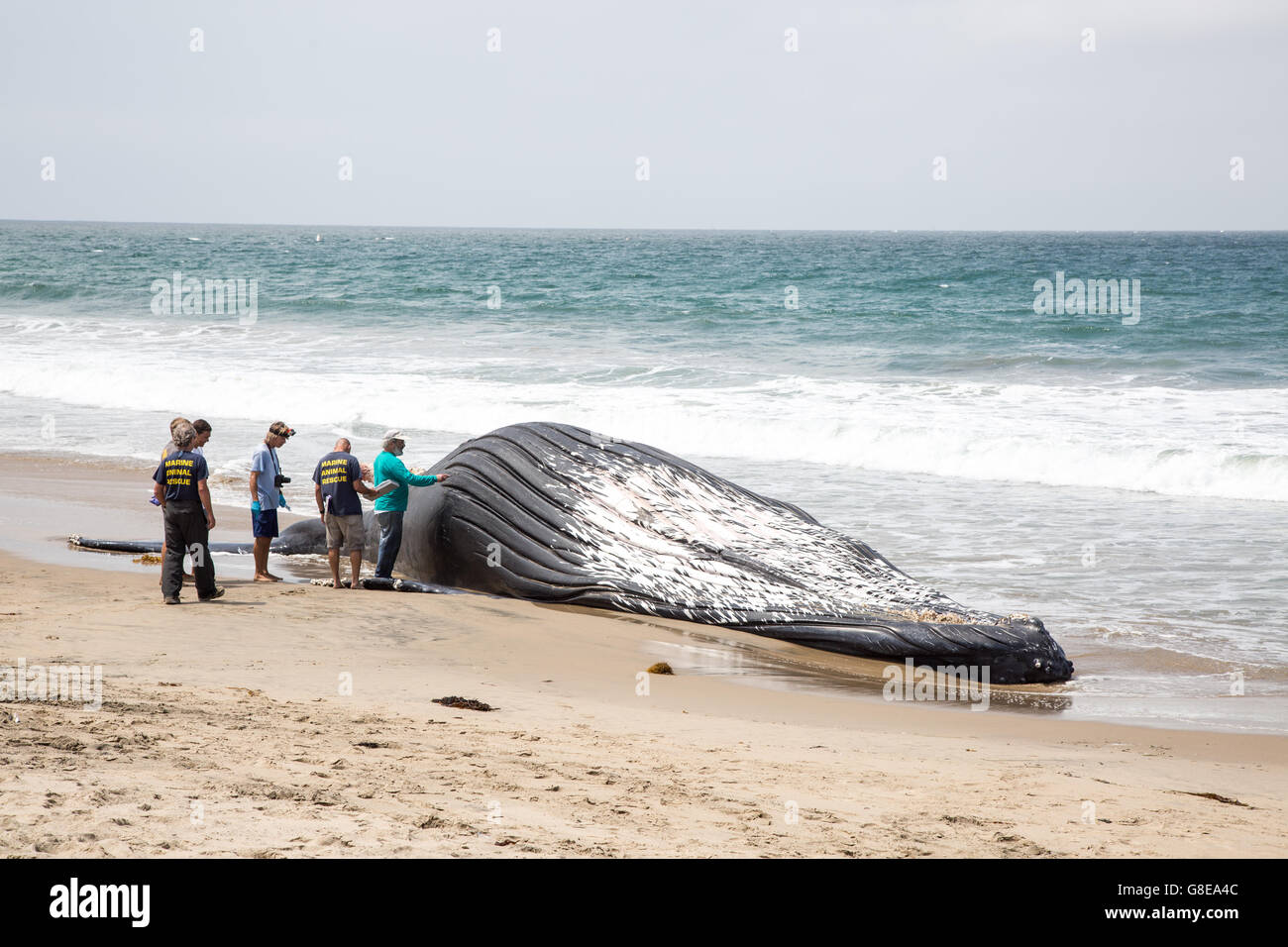 Playa Del Rey, Califormia, USA. 1. Juli 2016.  Biologen und Wissenschaftler untersuchen die verstorbenen Buckelwal, die am Ufer am Vorabend Dockweiler State Beach, ein beliebter Strand befindet sich in der Gegend von Los Angeles gewaschen.  Der Wal wurde auf 10-20 Jahre alt, wiegt 22 Tonnen und 45 Fuß Länge geschätzt. Es gab keine offensichtlichen Anzeichen von Trauma und die Todesursache ist unbekannt.  Der Wal erhielt den Namen "Wally" und wurde später erfolgreich abgeschleppt zum Meer bei Flut von zwei Boote der Los-Angeles-County-Lifeguard. Bildnachweis: Sheri Determan / Alamy Live News Stockfoto