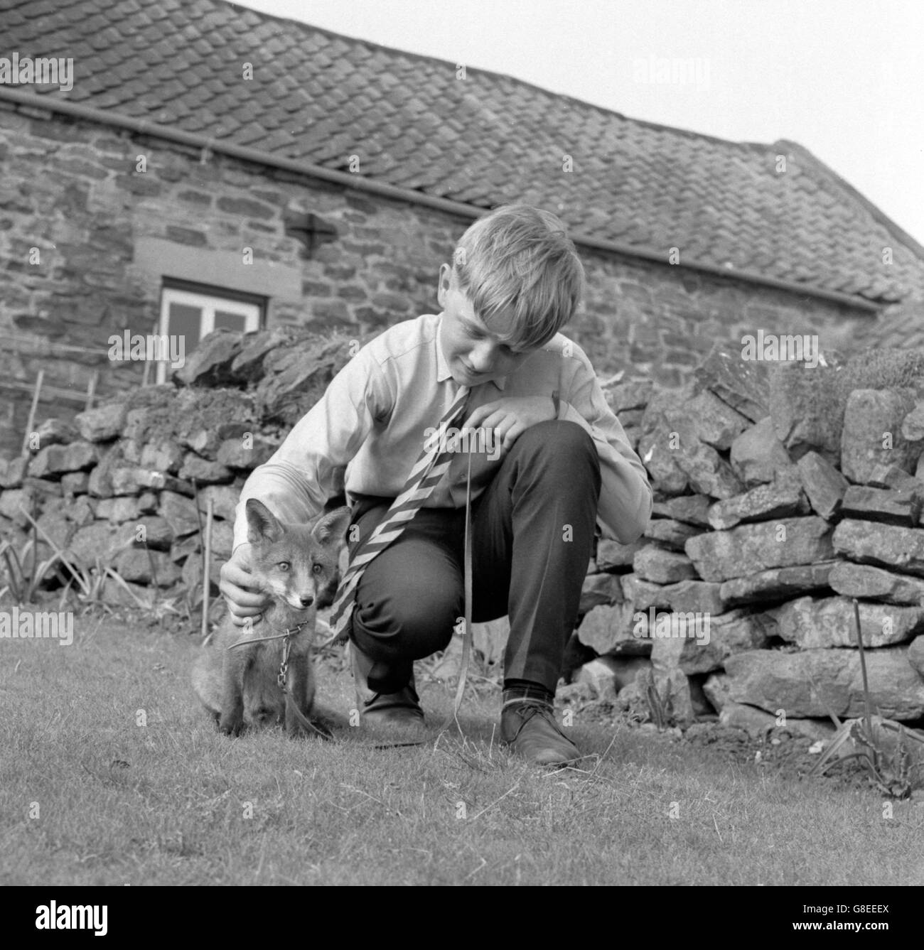 Tiere - vermittelt Fox Cub - Sutherland Cottage, Cropton, North Yorkshire Stockfoto