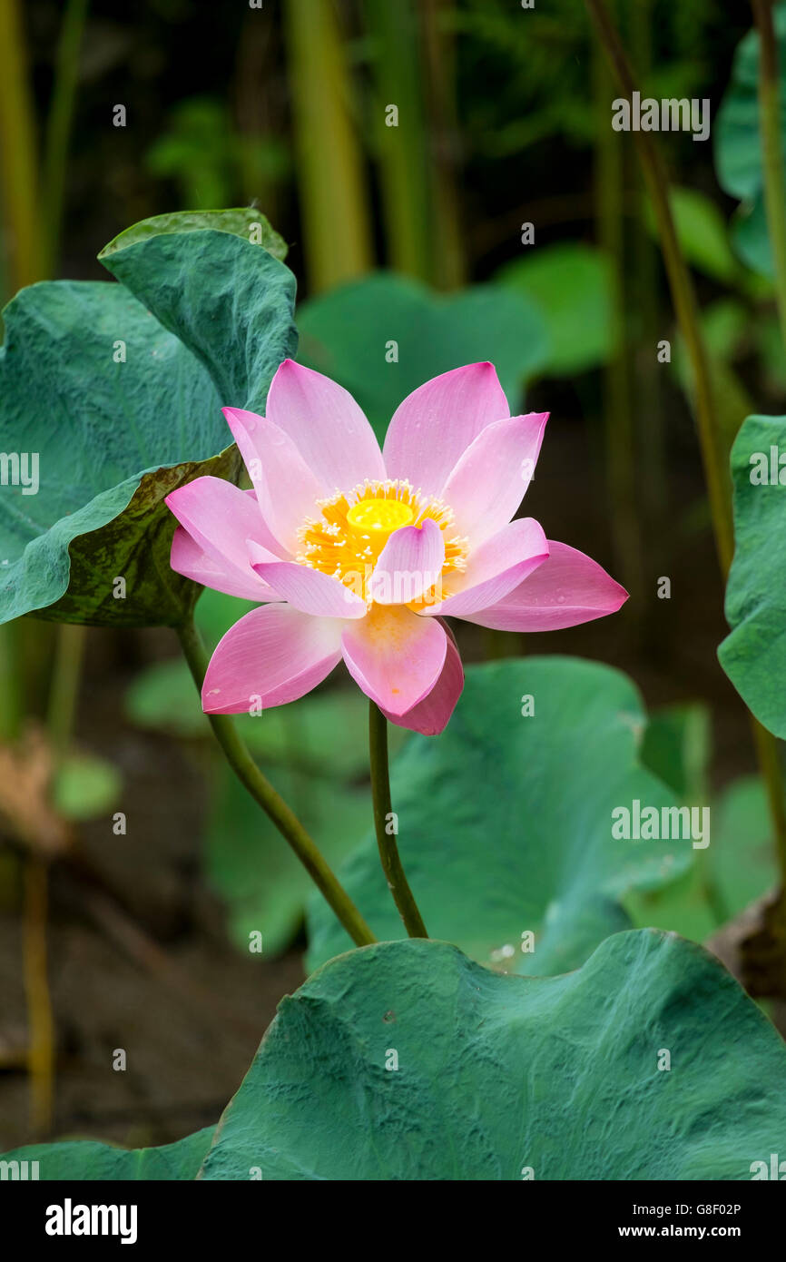 Ein Pink Lotus Blume in einer asiatischen Garten wachsenden Stockfoto