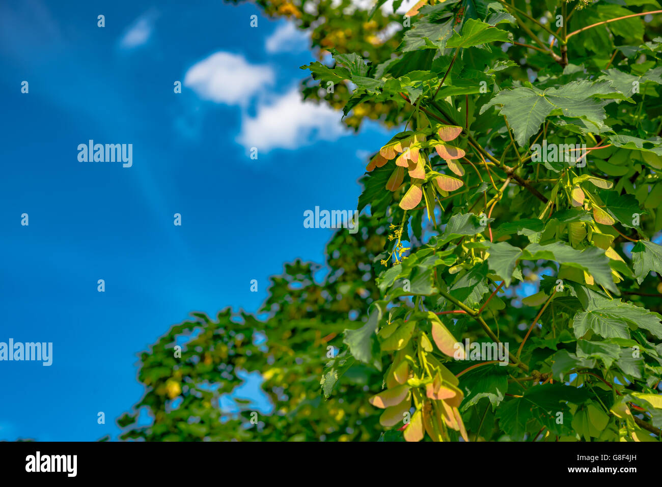 geflügelte Ahorn Samen am Baum Stockfoto