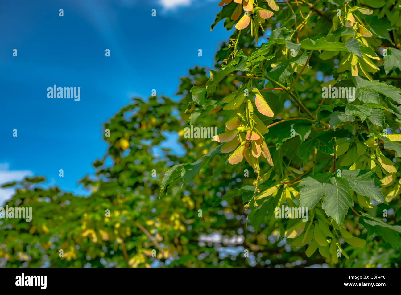 geflügelte Ahorn Samen am Baum Stockfoto