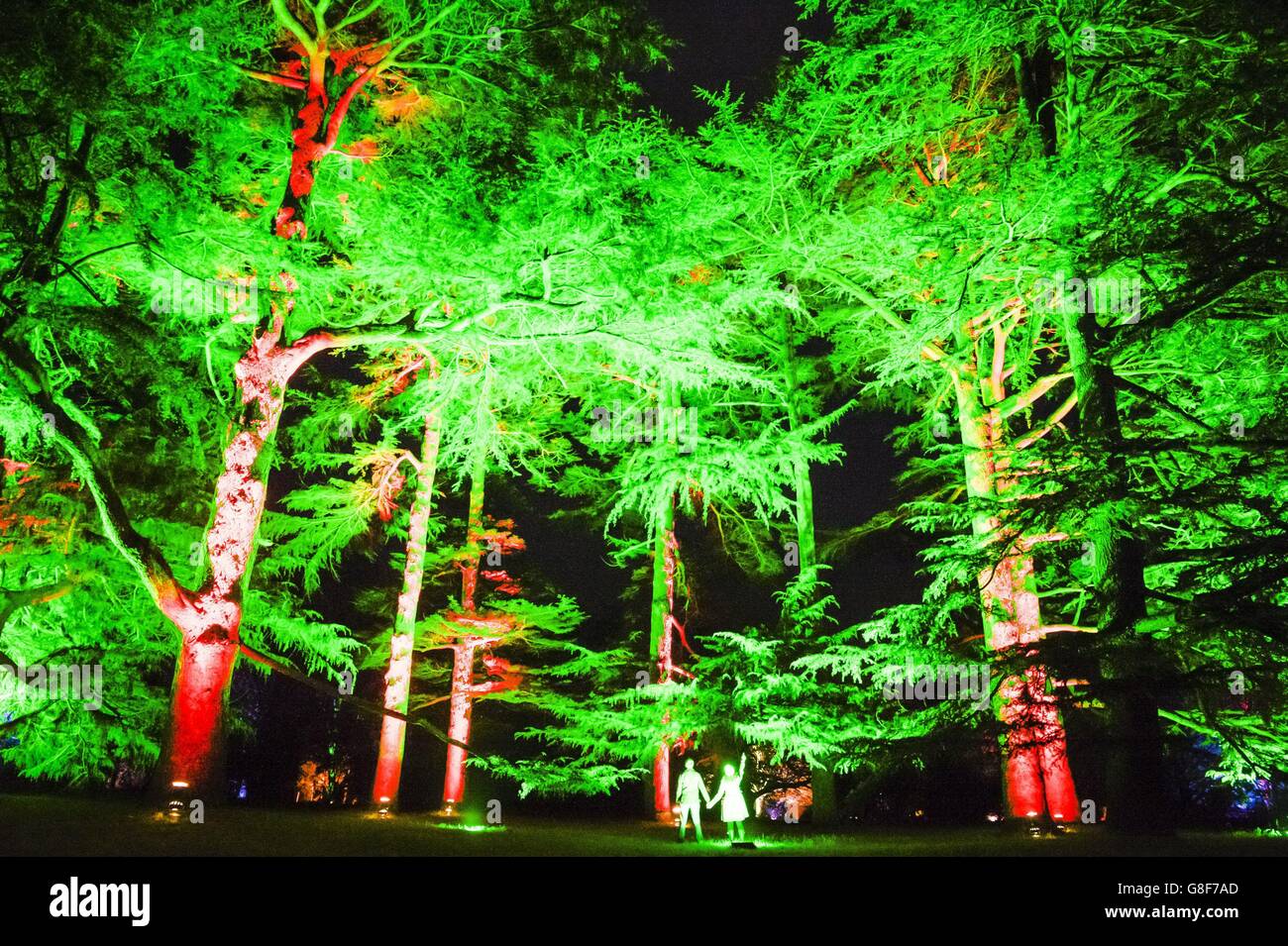 S National Arboretum umarmt den festlichen Geist mit seinem magischen verzauberten Weihnachtsereignis, mit einem beleuchteten Weg durch die Bäume und Wälder. Stockfoto