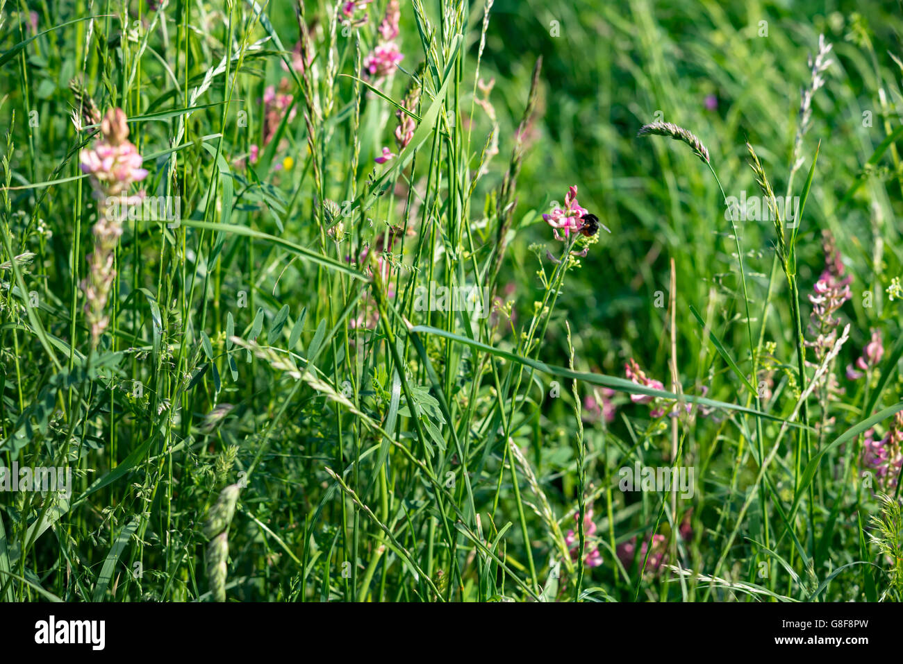 Wilde Wiesenblumen mit abstrakten Hintergrund Stockfoto