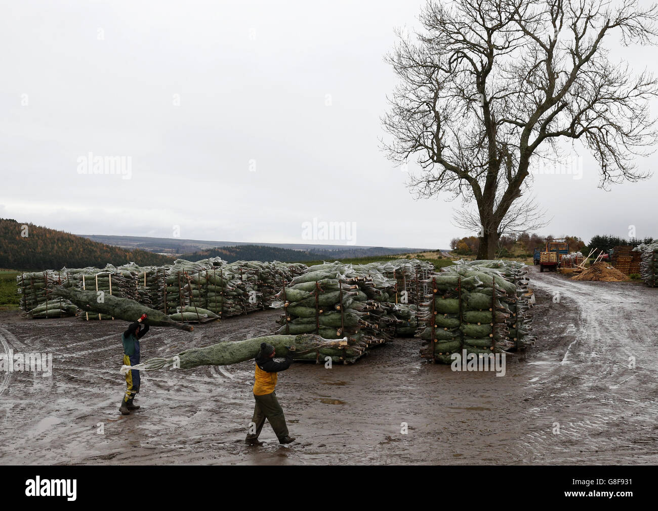 27/11/15 Weihnachtsbäume, die bei Drynie Woodlands in der Black Isle, Schottland, wo alle Waitrose's Weihnachtsbäume angebaut werden verpackt. Stockfoto