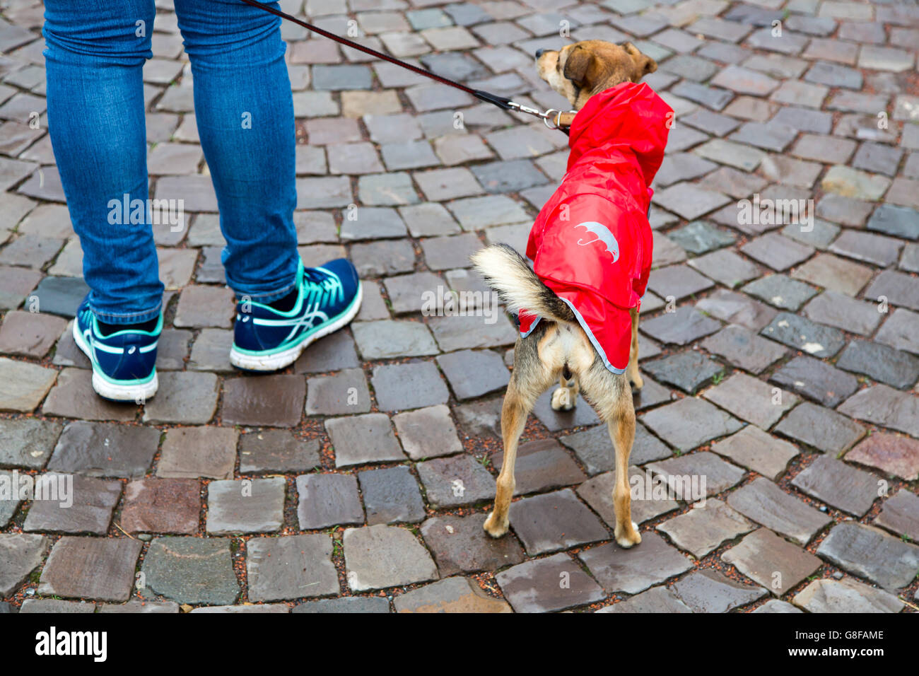 Kleiner Hund, tragen ein Regencape bei Regenwetter, Regenponcho, Stockfoto