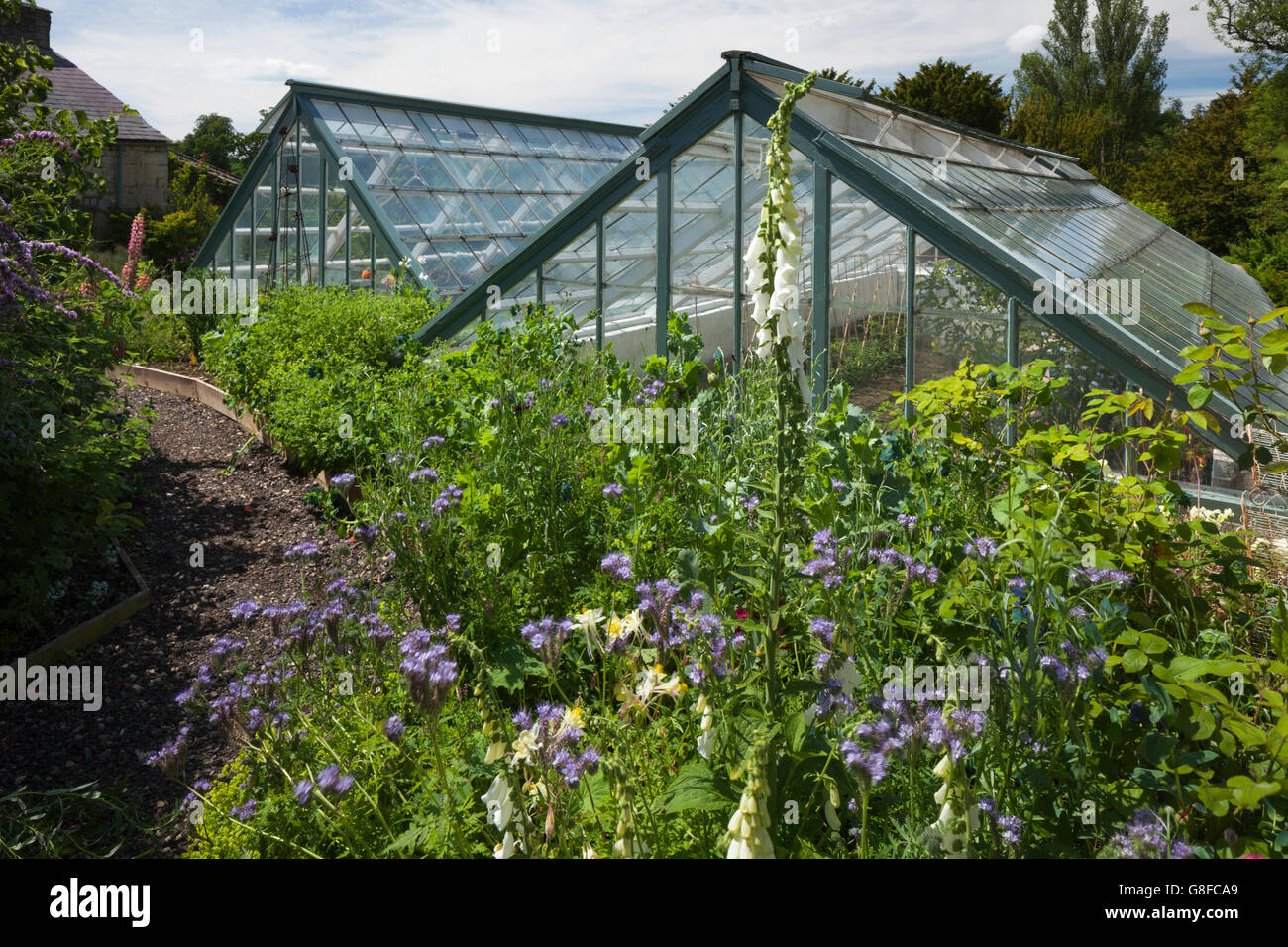 Ein paar von Gewächshäusern gesäumt von erhöhten Beete Hütte Gartenpflanzen in Easton Walled Garden, Lincolnshire, England Stockfoto