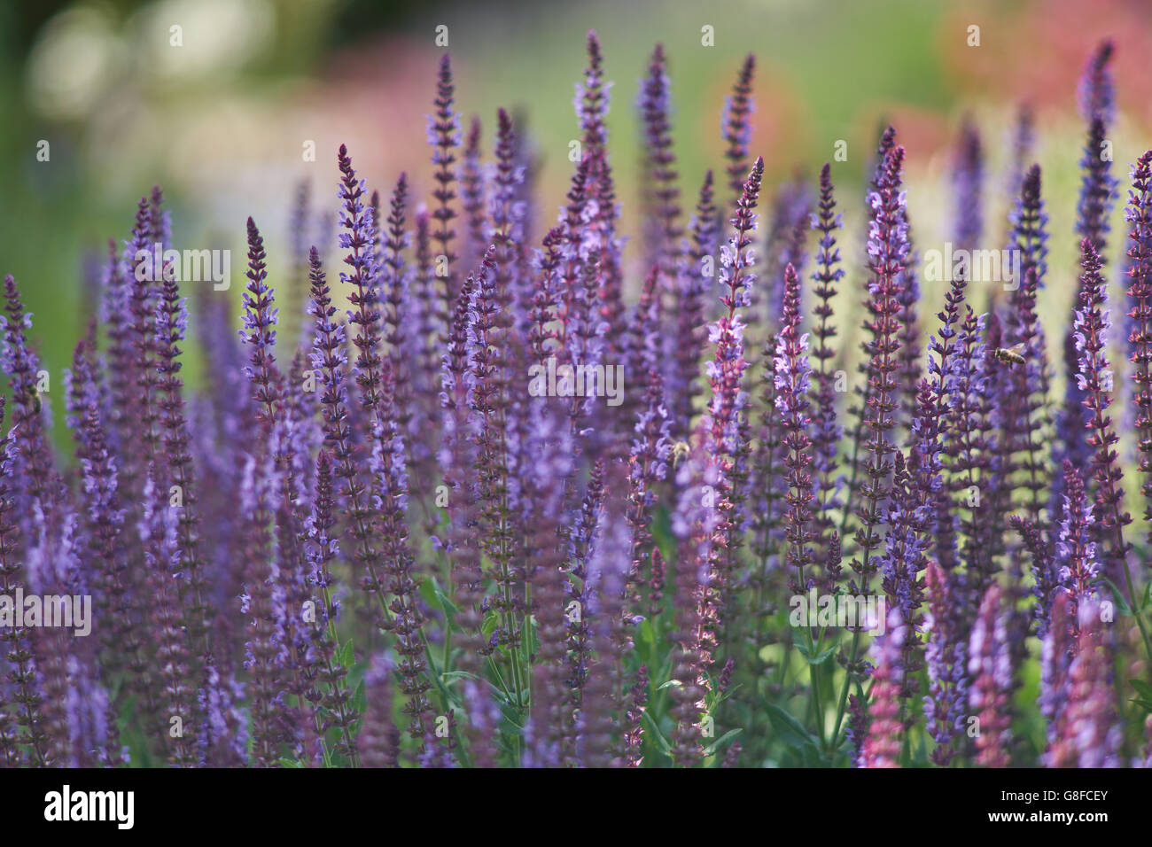 Lila Salbei in voller Blüte Salvia "Ostfriedland" Stockfoto