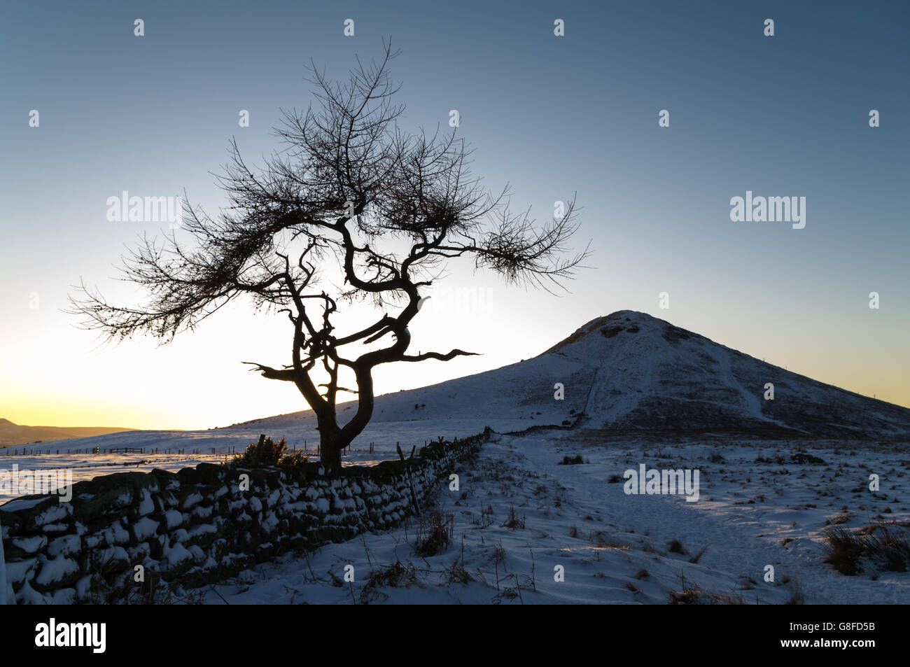 Einsamer Baum in einer Winterlandschaft - Nähe-Topping Stockfoto