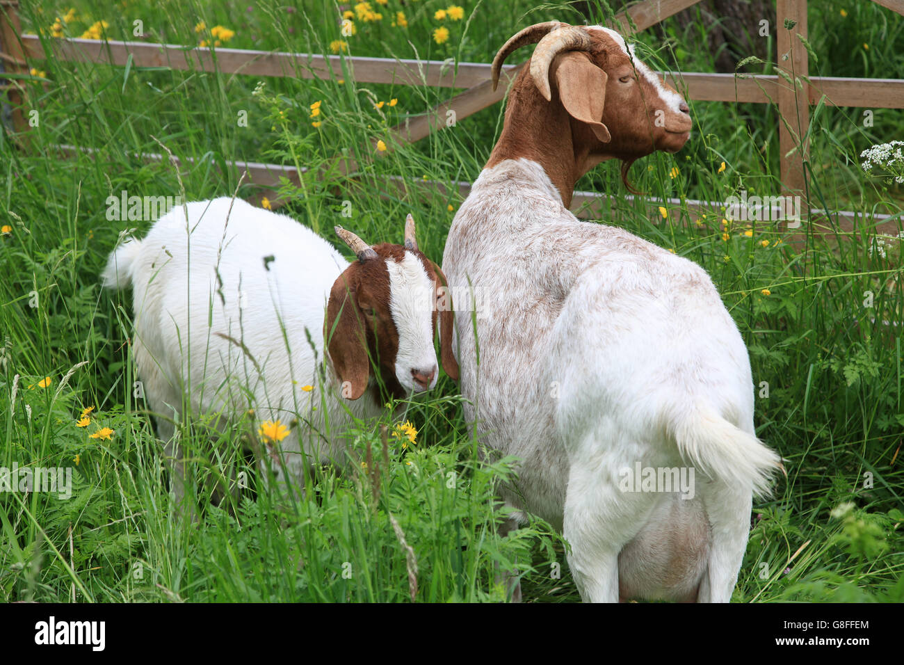 Zwei Ziegen auf einer Wiese mit einem Holzzaun Stockfoto
