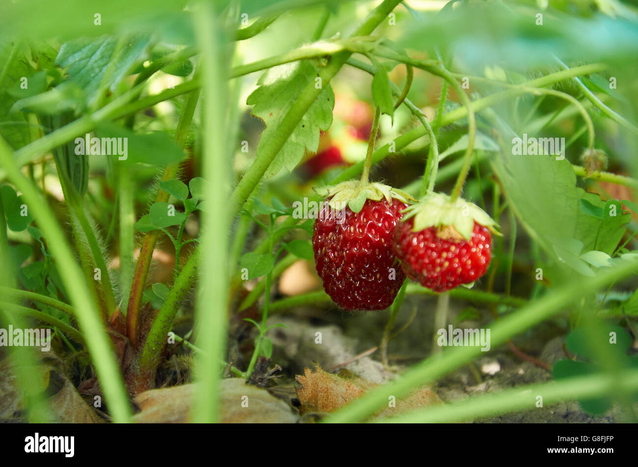 Nahaufnahme Foto von Erdbeeren im Abendlicht Stockfoto