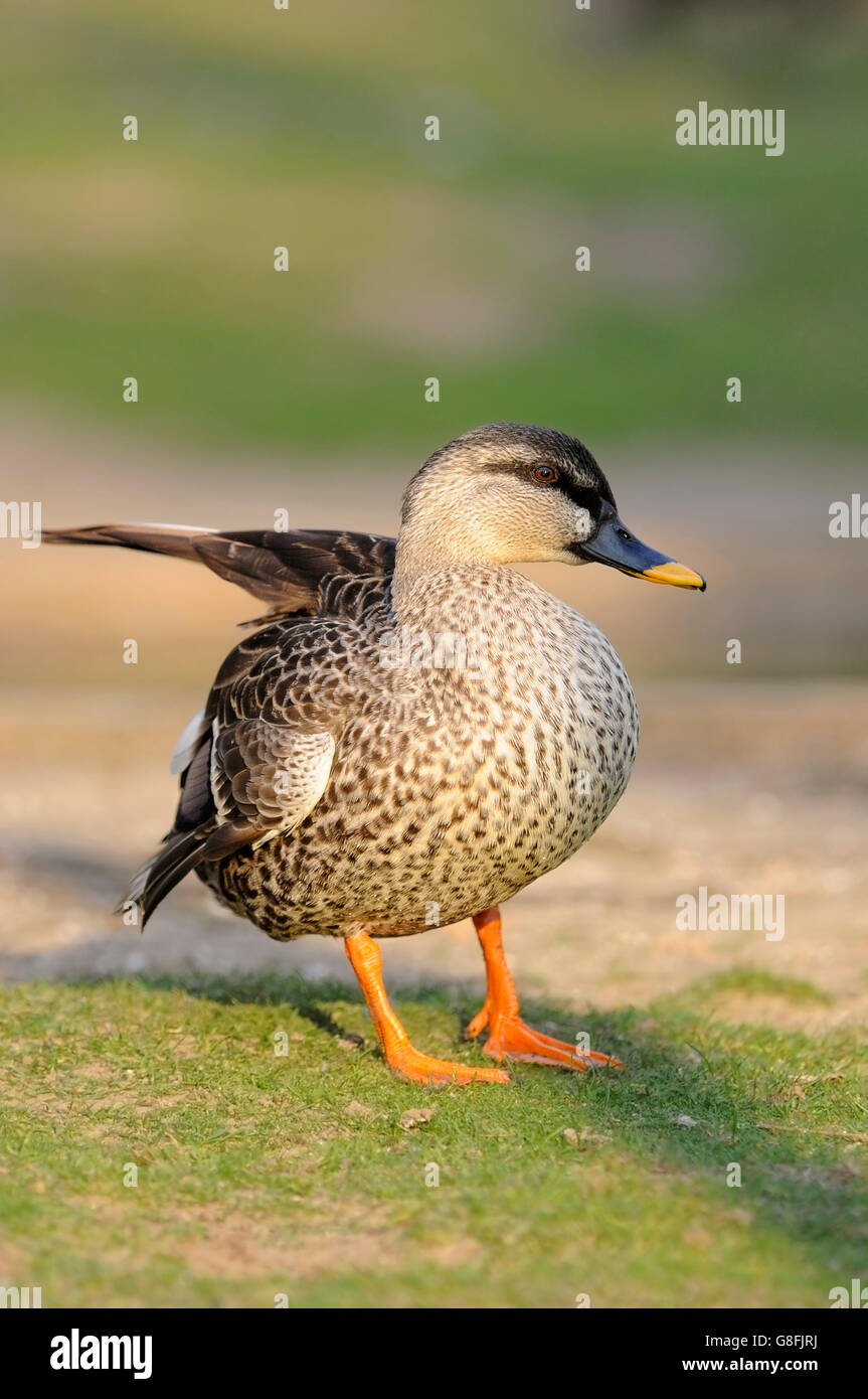 Vertikale Porträt eines Spot-billed Ente, Anas Poecilorhyncha, erwachsenes Weibchen auf dem Boden. Stockfoto