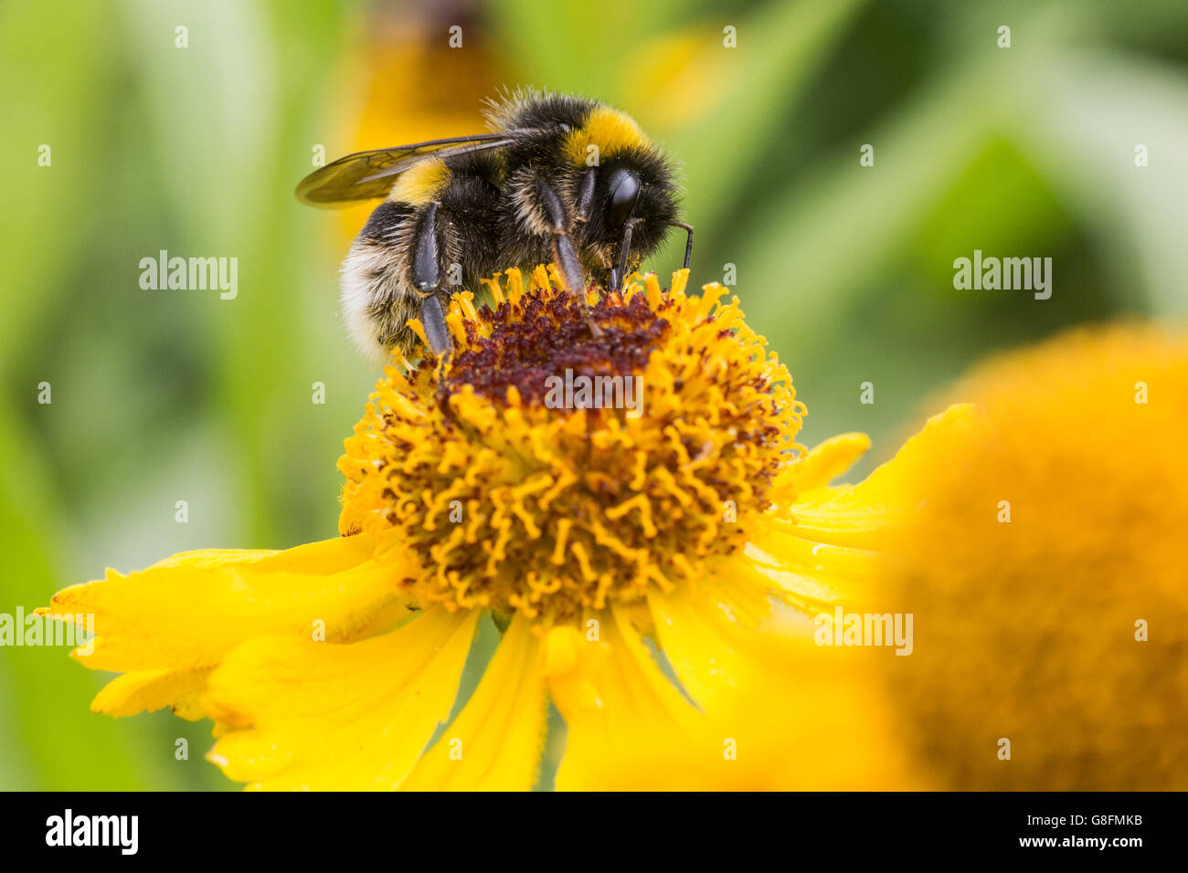 Biene auf gelben Helenium Stockfoto