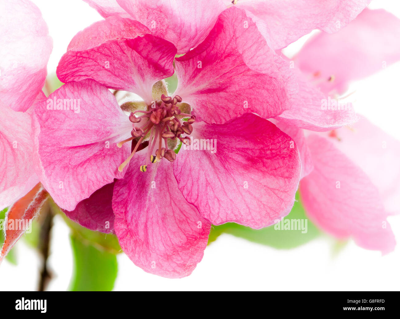 Makroaufnahme einer isolierten rosa Blüten eines Apfelbaums Stockfoto