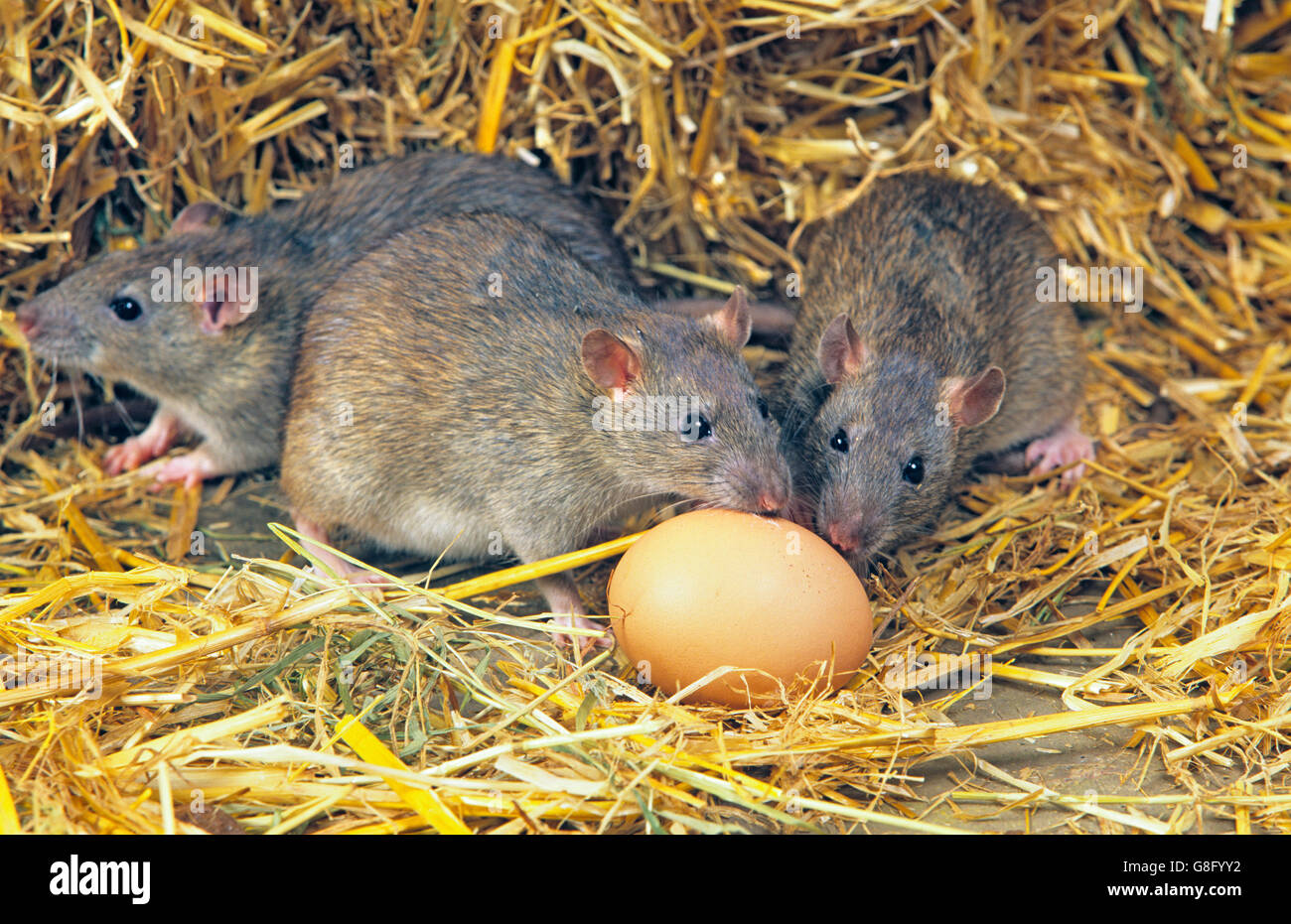 Braune Ratten Rattus Norvegicus Essen HühnerEi in Geflügelfarm Stockfotografie Alamy