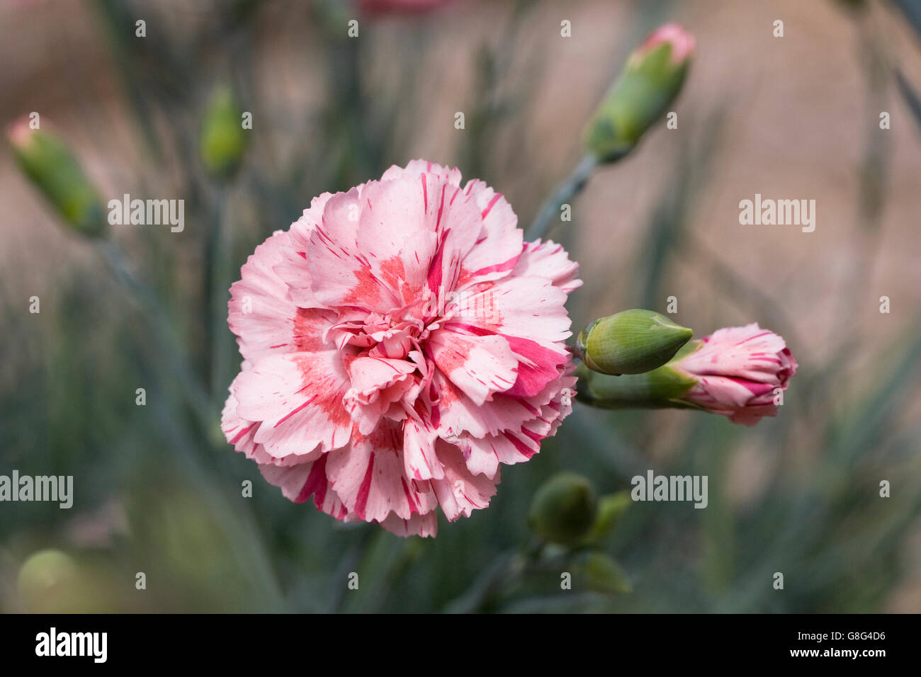 Dianthus 'Doris' Blumen. Stockfoto