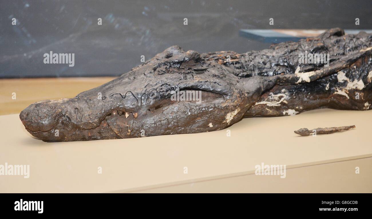 Mumifizierte Krokodil im British Museum Stockfoto