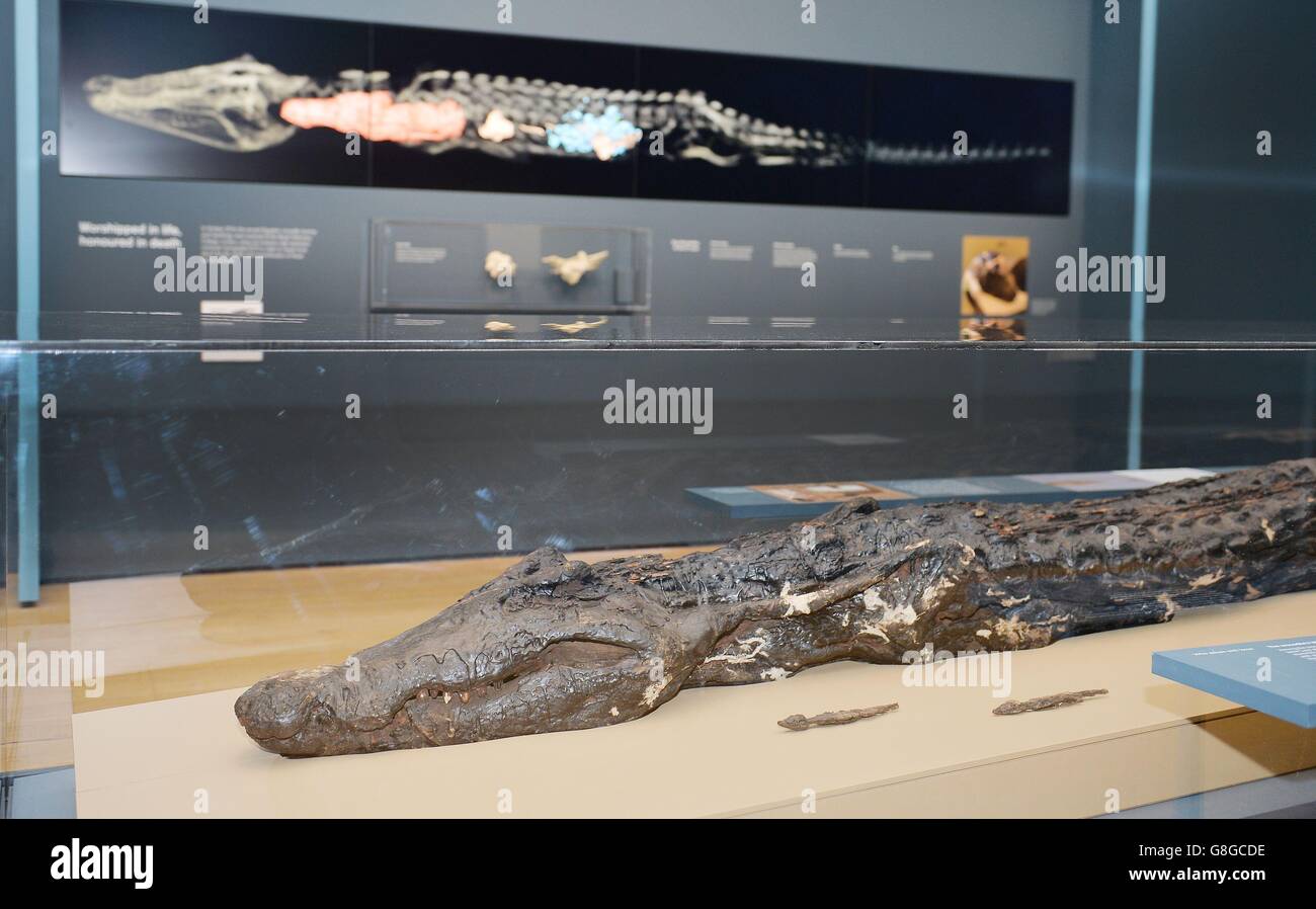 Mumifizierte Krokodil im British Museum Stockfoto