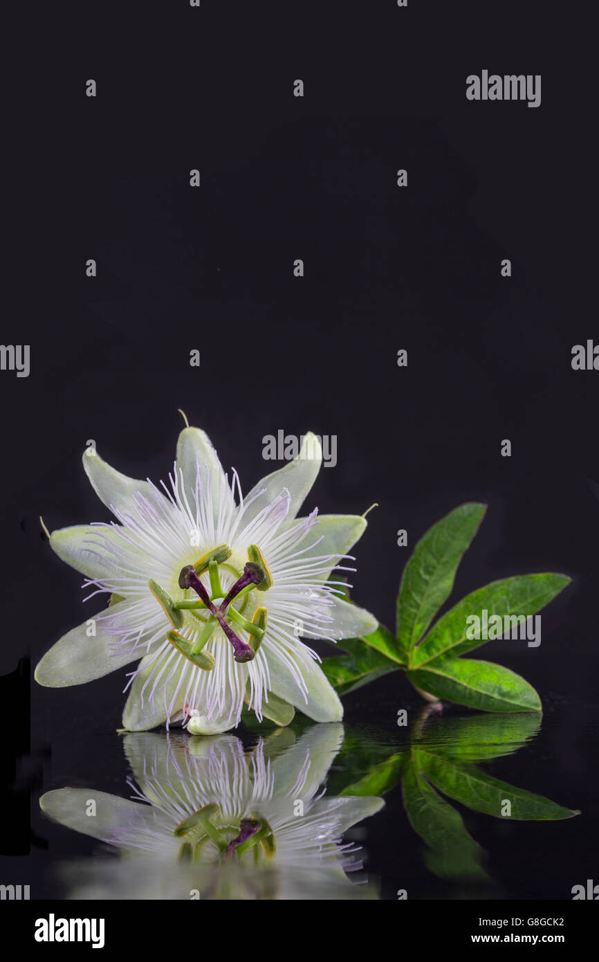 Exotisch schöne weiße Fruchtblatt Blume der Passiflora Foetida auf schwarzem Hintergrund Stockfoto