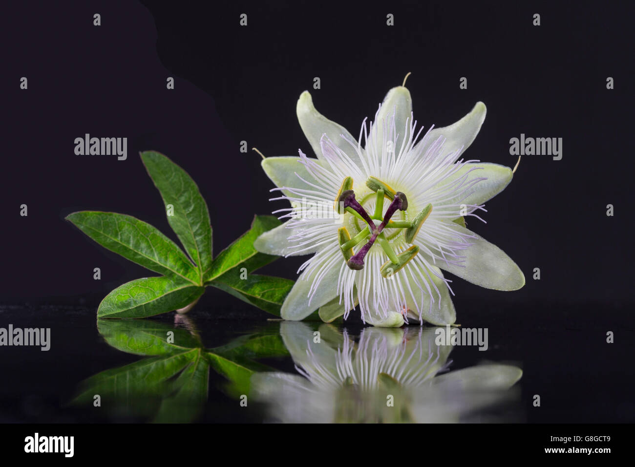 Exotisch schöne weiße Fruchtblatt Blume der Passiflora Foetida auf schwarzem Hintergrund Stockfoto