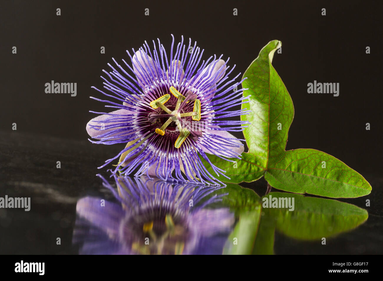 Nahaufnahme einer Blüte lila Passiflora auf schwarzem Hintergrund Stockfoto