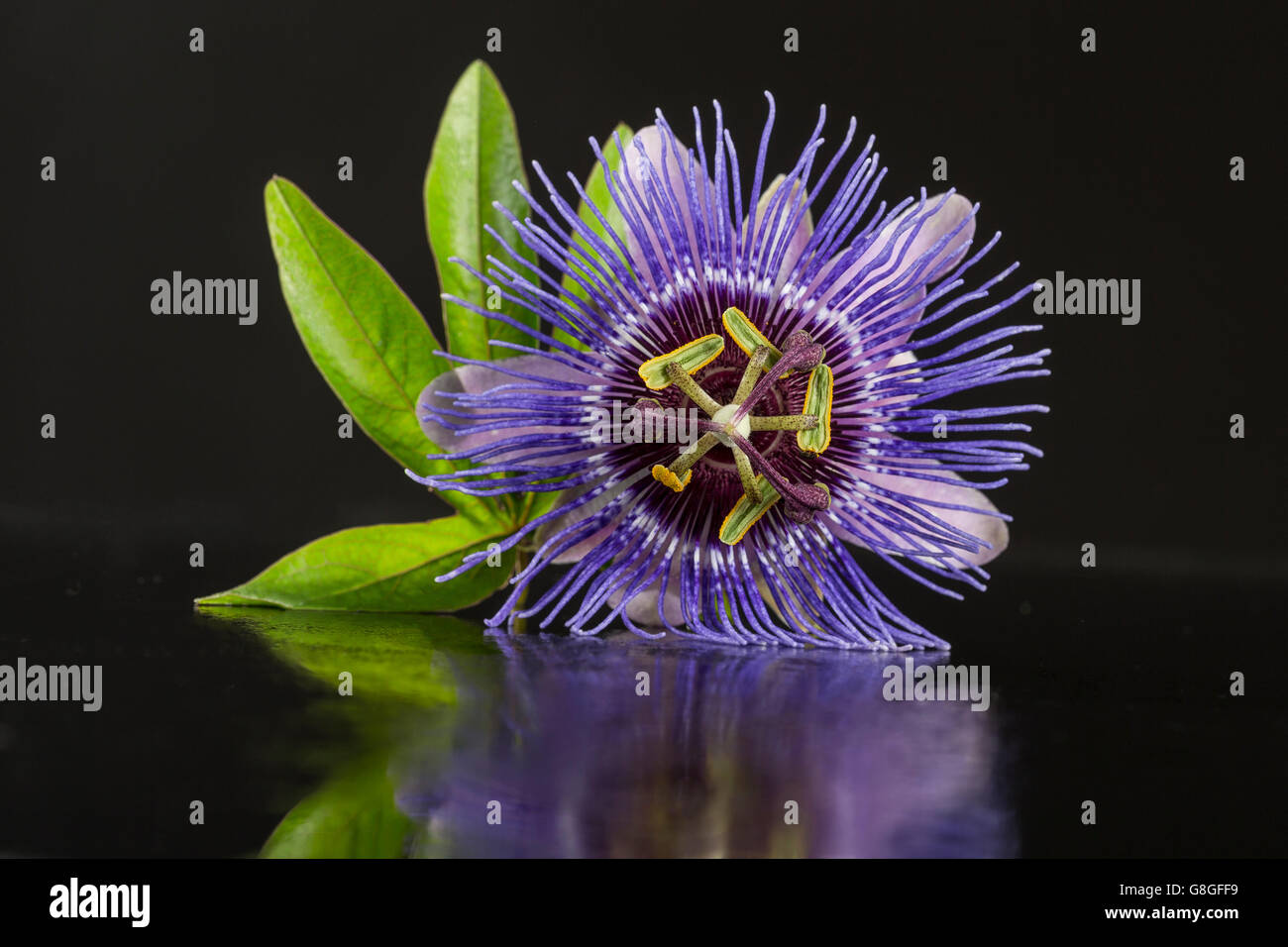 Nahaufnahme einer Blüte lila Passiflora auf schwarzem Hintergrund Stockfoto