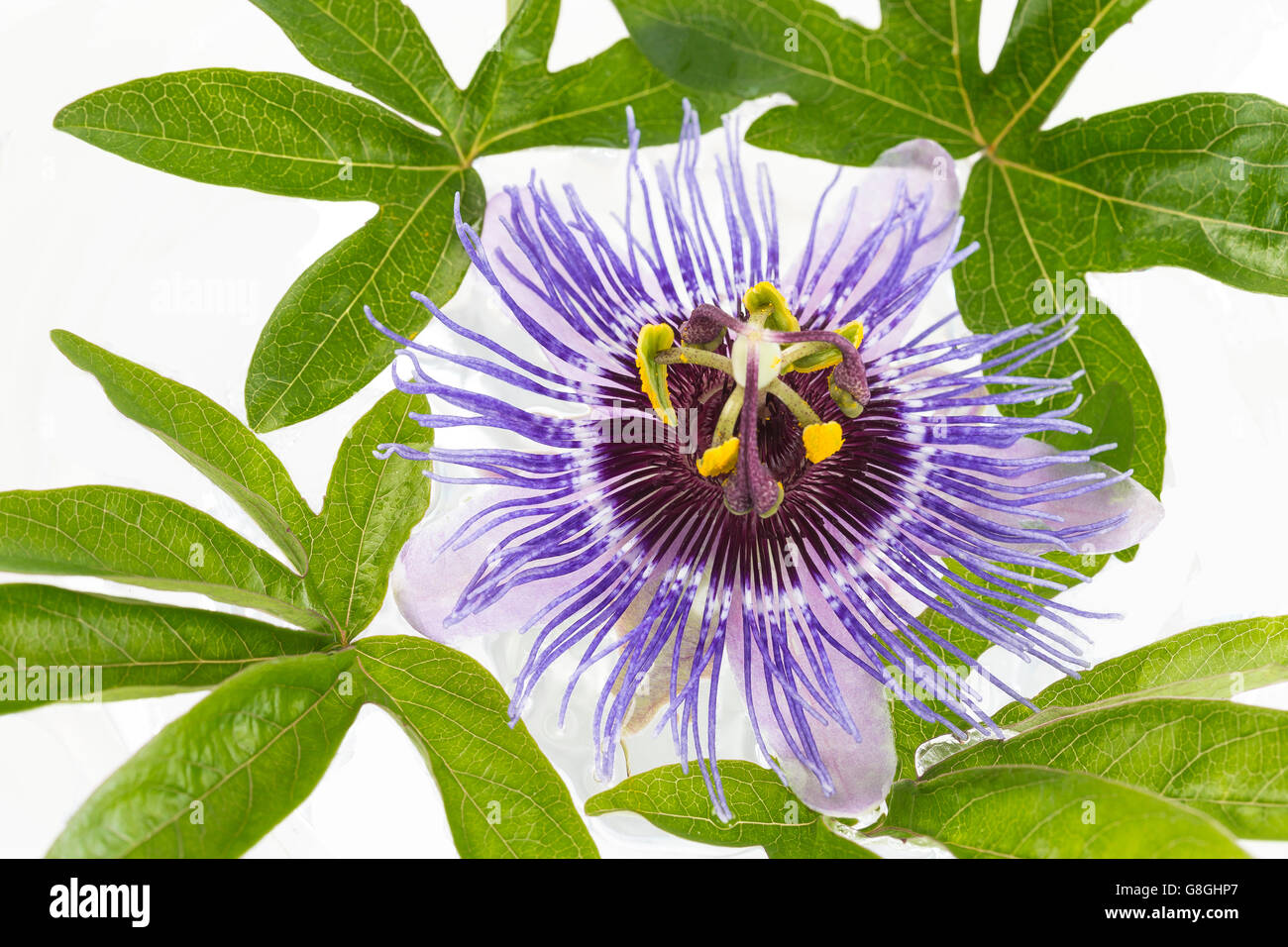 Schöne lila Passiflora auf weißem Hintergrund Stockfoto