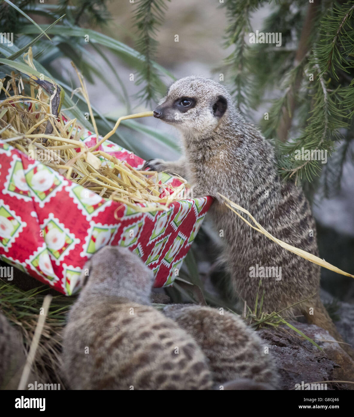 Erdmännchen erkunden ein Weihnachtsgeschenk mit Lebensmitteln im Five Sisters Zoo in West Lothian, Schottland. Stockfoto