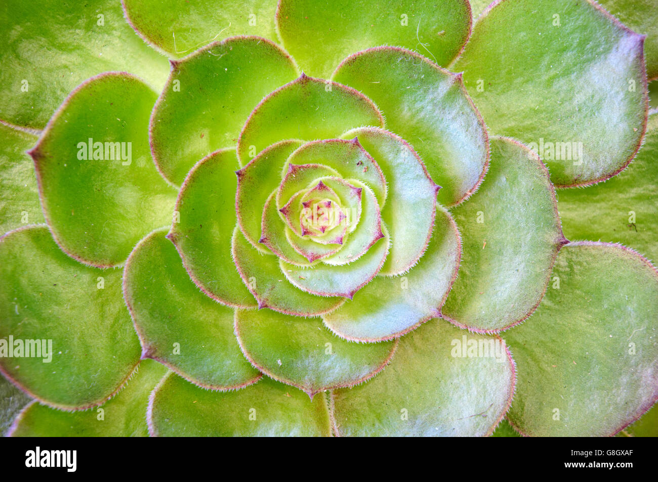 Nahaufnahme einer grünen saftigen Hühner- und Kükenpflanze (sempervivum) mit radialen Blättern Stockfoto