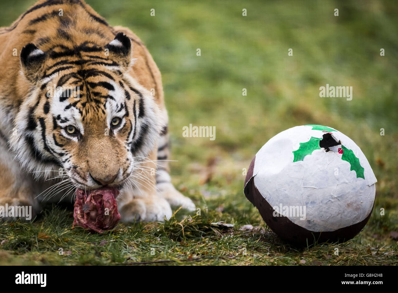 Marty, der Amurtiger, spielt mit einem Weihnachtsgeschenk im RZSS Highland Wildlife Park in Aviemore, Schottland. Stockfoto