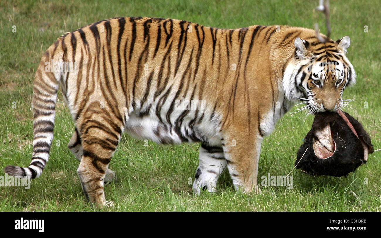 Zena der sibirische Tiger mit dem 'Wubble Ball', im Blairdrummond Safari Park bei Stirling, Schottland. Mark Jones, Student der Stirling University, erfand den Ball als Teil seines Studiums des Tierverhaltens und untersuchte, wie die Tiger auf den Ball reagieren. Stockfoto