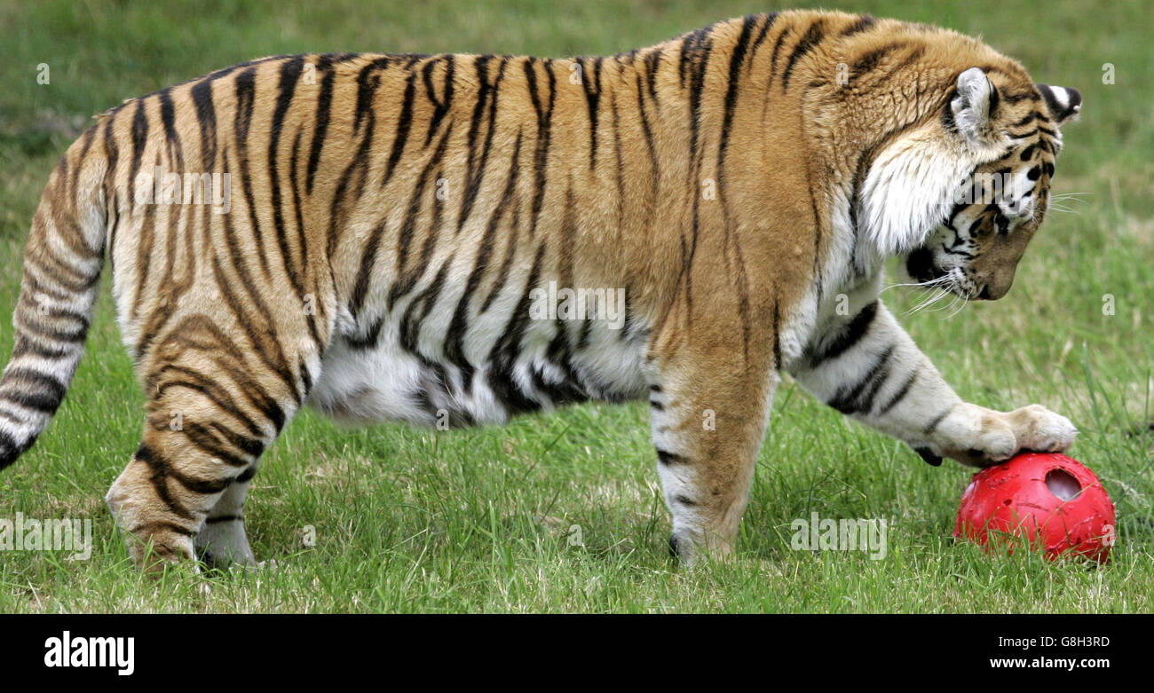 Zena der sibirische Tiger mit dem 'Wubble Ball', im Blairdrummond Safari Park bei Stirling, Schottland. Mark Jones, Student der Stirling University, erfand den Ball als Teil seines Studiums des Tierverhaltens und untersuchte, wie die Tiger auf den Ball reagieren. Stockfoto