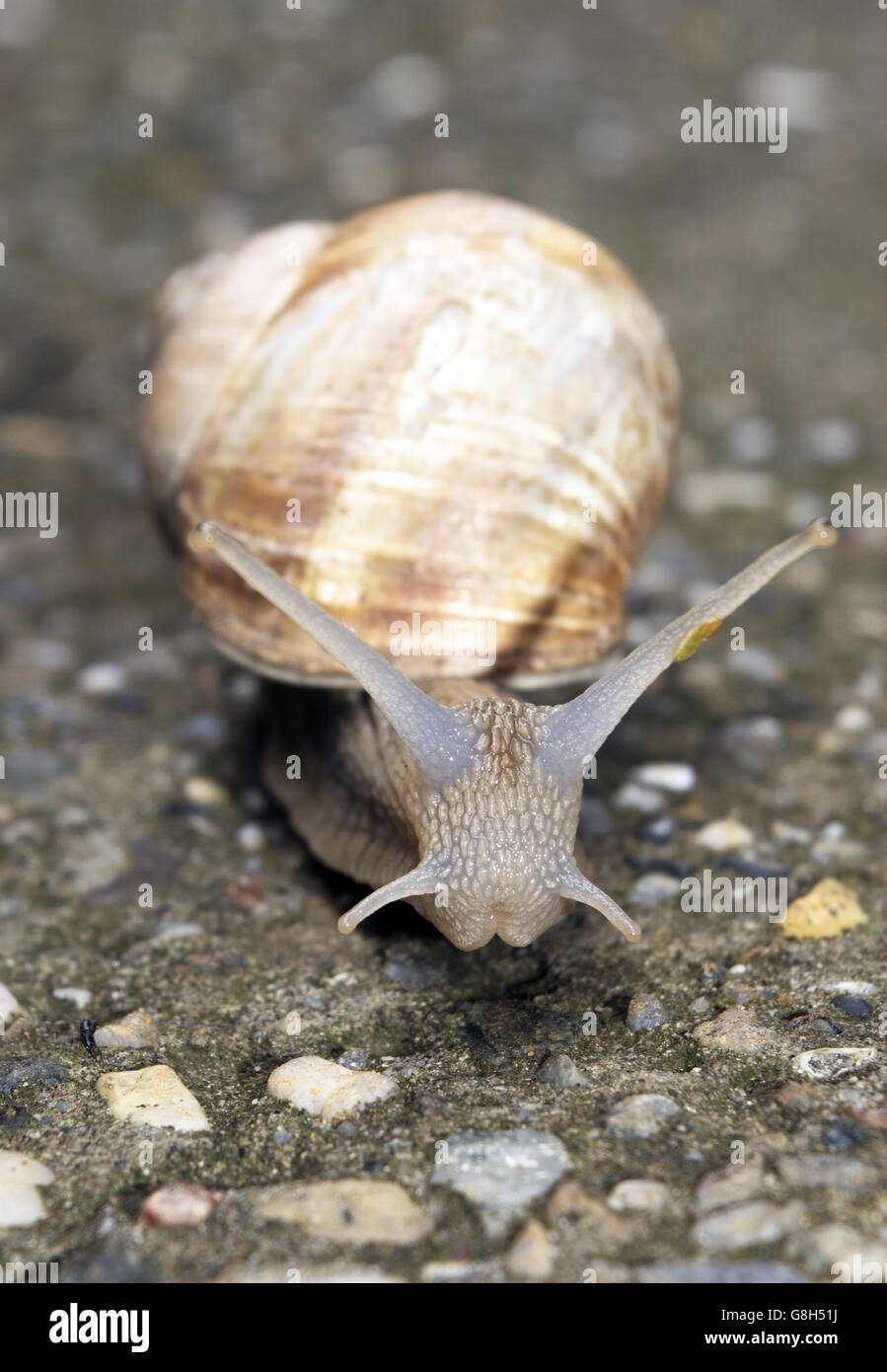 Schnecke mit Hörnern ziehen Rüstungen Nahaufnahme Stockfoto