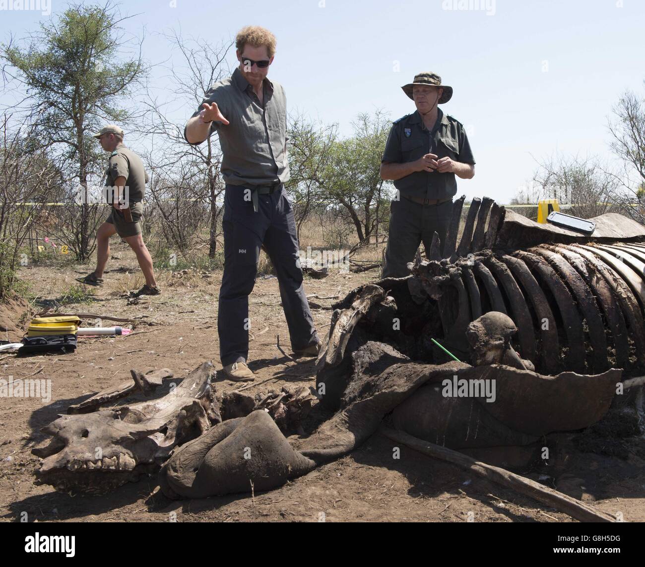 ANMERKUNG: GRAFISCHE INHALTE Prinz Harry besucht einen Tatort mit einem forensischen Team eines Nashorns, das von Wilderern im Krüger National Park im Rahmen seiner Südafrika-Reise getötet wurde. Stockfoto