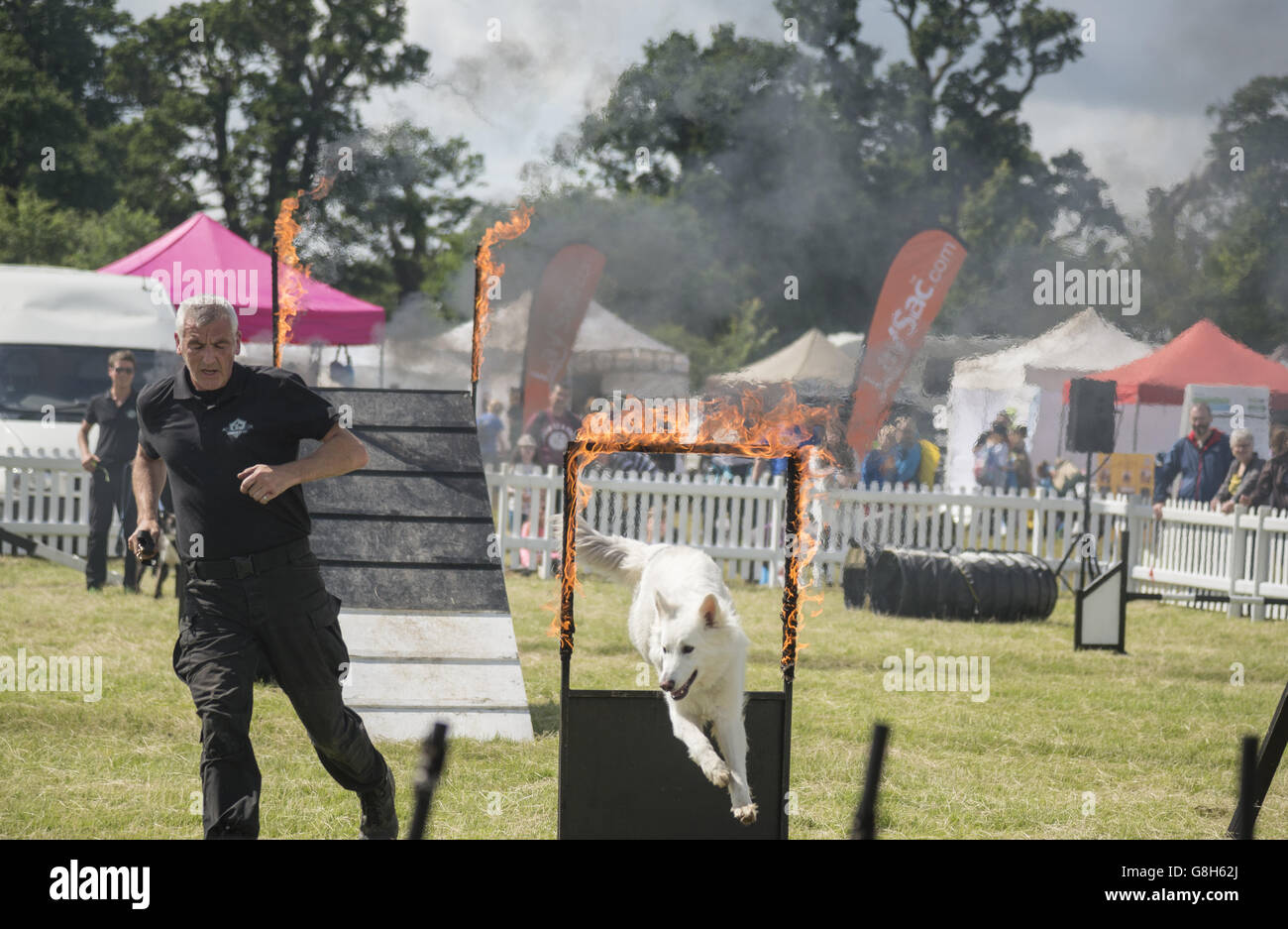 Ein Polizeihund läuft einen Hindernis-Parcours mit seinen Trainer bei Dogfest organisiert von Noel fitzpatrick Stockfoto