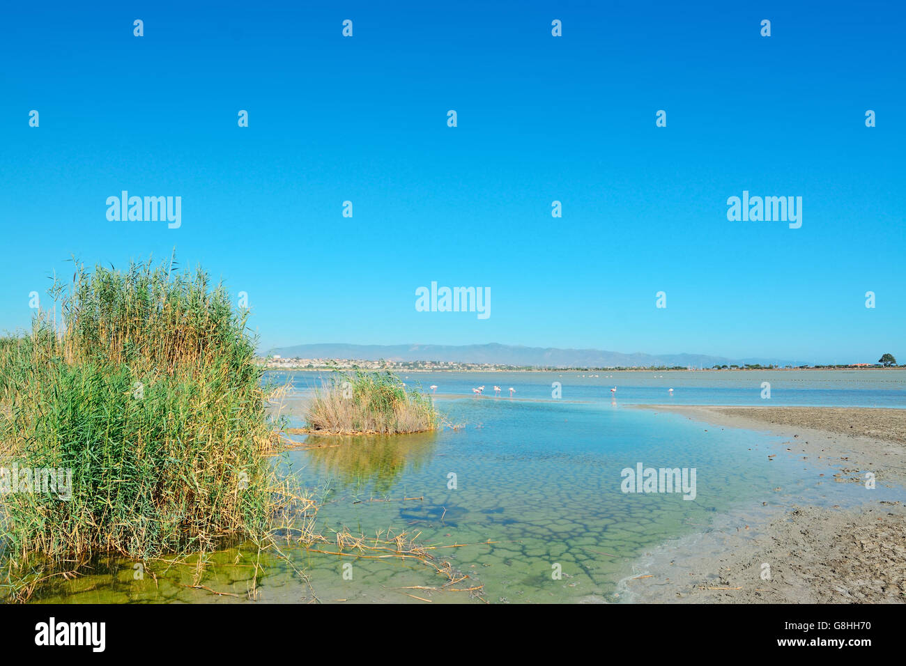 Molentargius Teich an einem klaren Sommertag Stockfoto