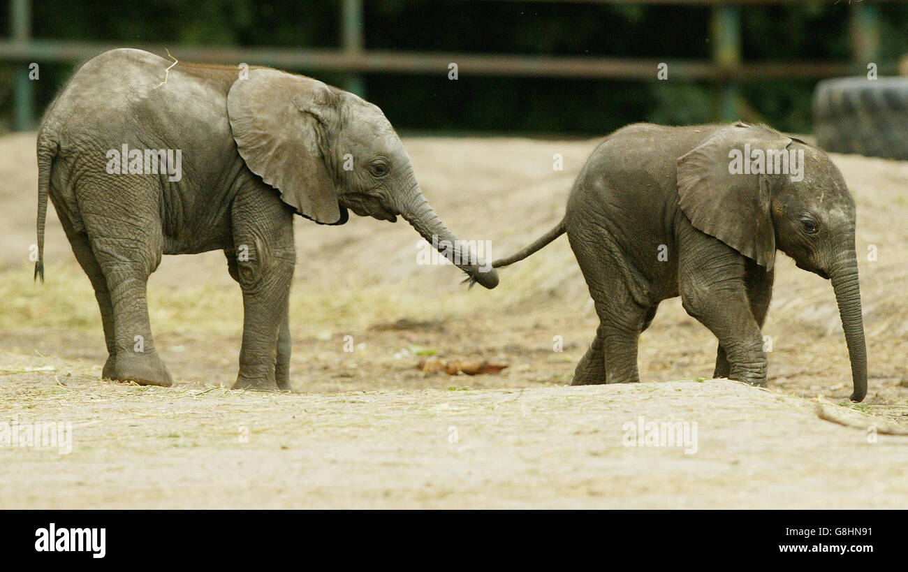 Baby afrikanische Elefantenbulle - Howletts Wild Animal Park Stockfoto