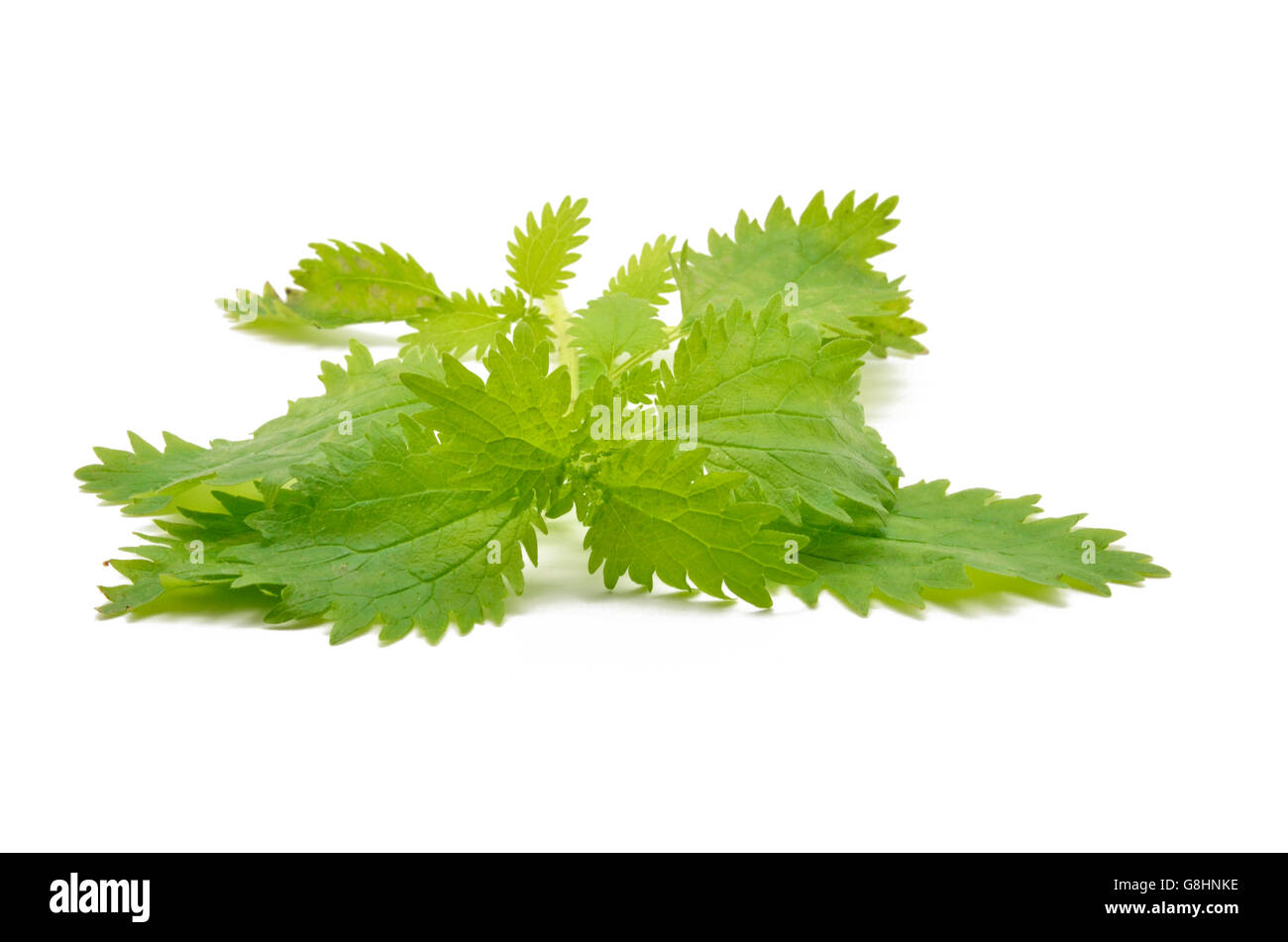 Detail Brennnesselblätter Stockfoto