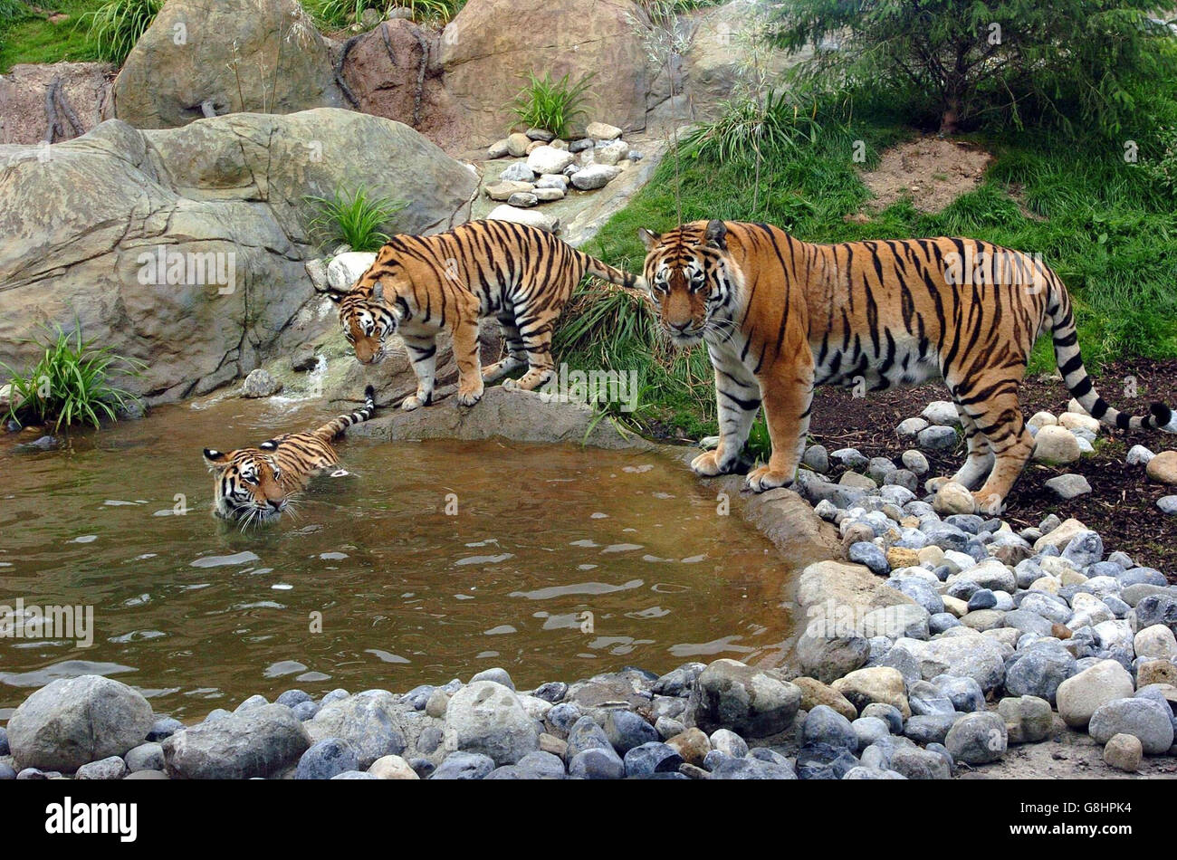 Die neue Amur-Tiger-Ausstellung, zu der zwei junge Amur-Tiger gehören, Shilka und Zeya, Schwestern, die im März 2003 im Edinburgh Zoo geboren wurden, und Turlough, der männliche Amur-Tiger im Dublin Zoo. Die hochmoderne Tigerausstellung ähnelt dem Kaltklima-Wald Sibiriens, der der natürliche Lebensraum des Amur-Tigers ist. Die wilde Population des Amur-Tigers wird angenommen, dass sie irgendwo unter 400 liegt und durch Zerstörung des Lebensraums und Wilderei gefährdet ist. Stockfoto